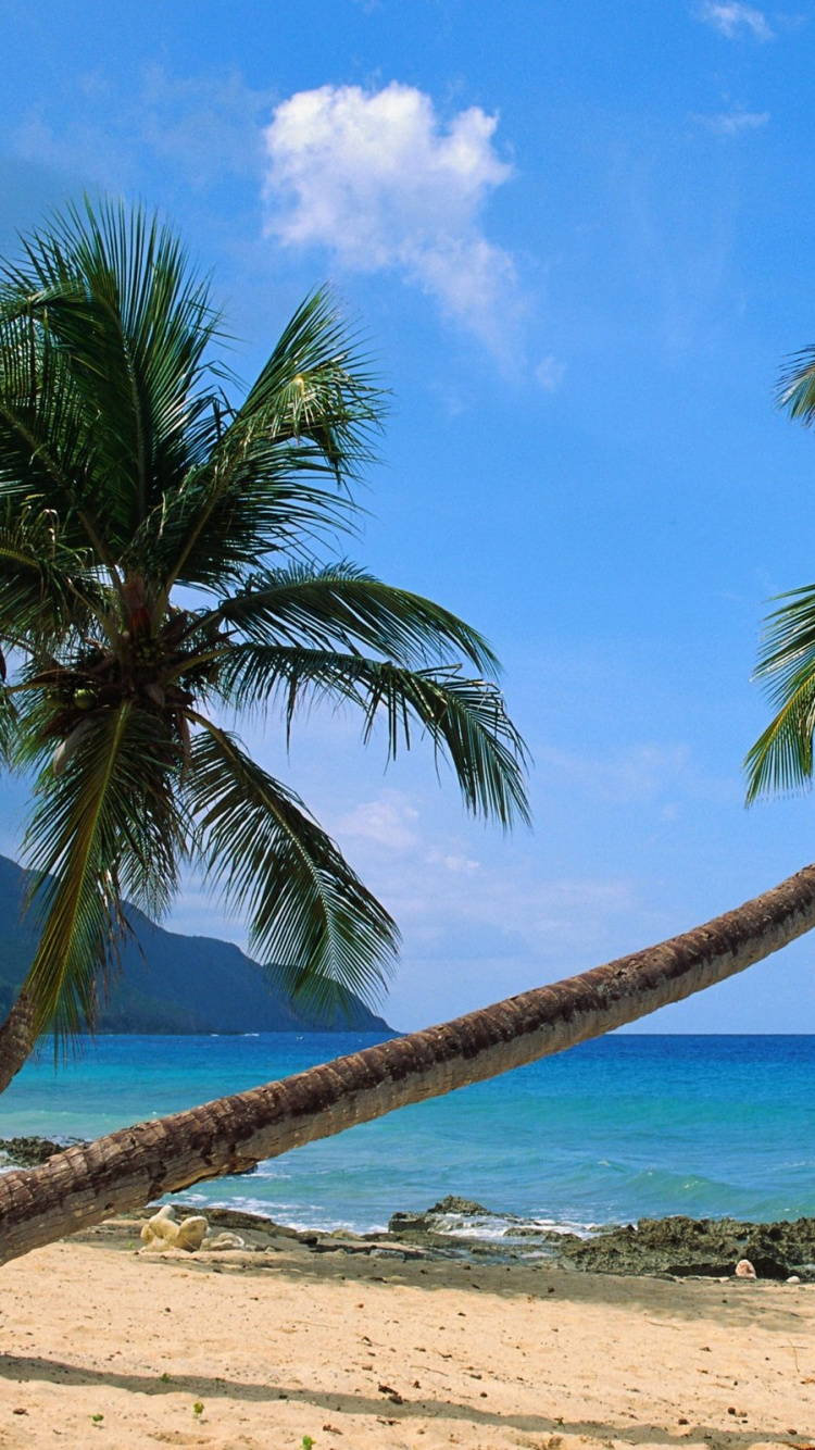 Обои дерево, тропическая зона, Пальма, Карибский бассейн, пляж в разрешении 750x1334
