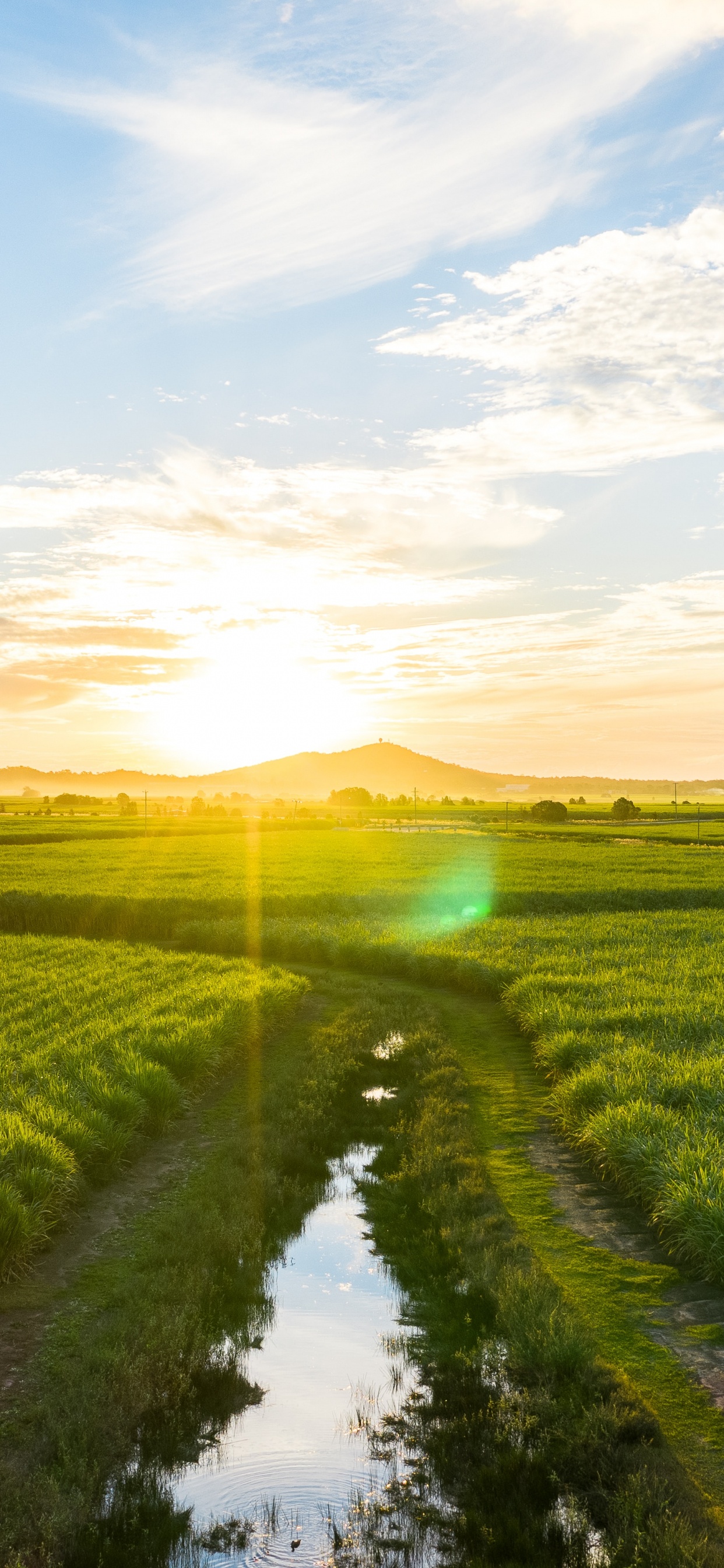 Обои природный ландшафт, природа, поле, зеленый, утро в разрешении 1242x2688