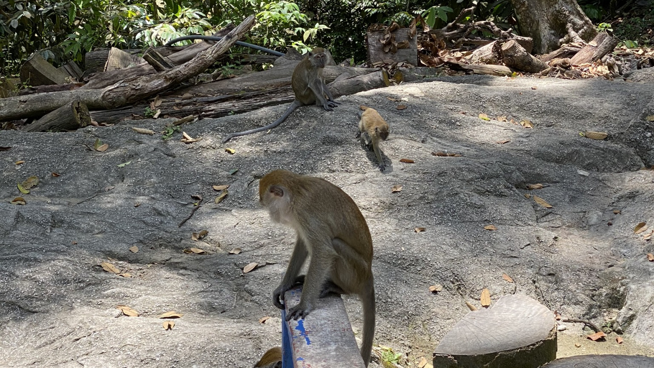 Обои Старый мир обезьян, лист, адаптация, наземные животные, природный заповедник в разрешении 1280x720