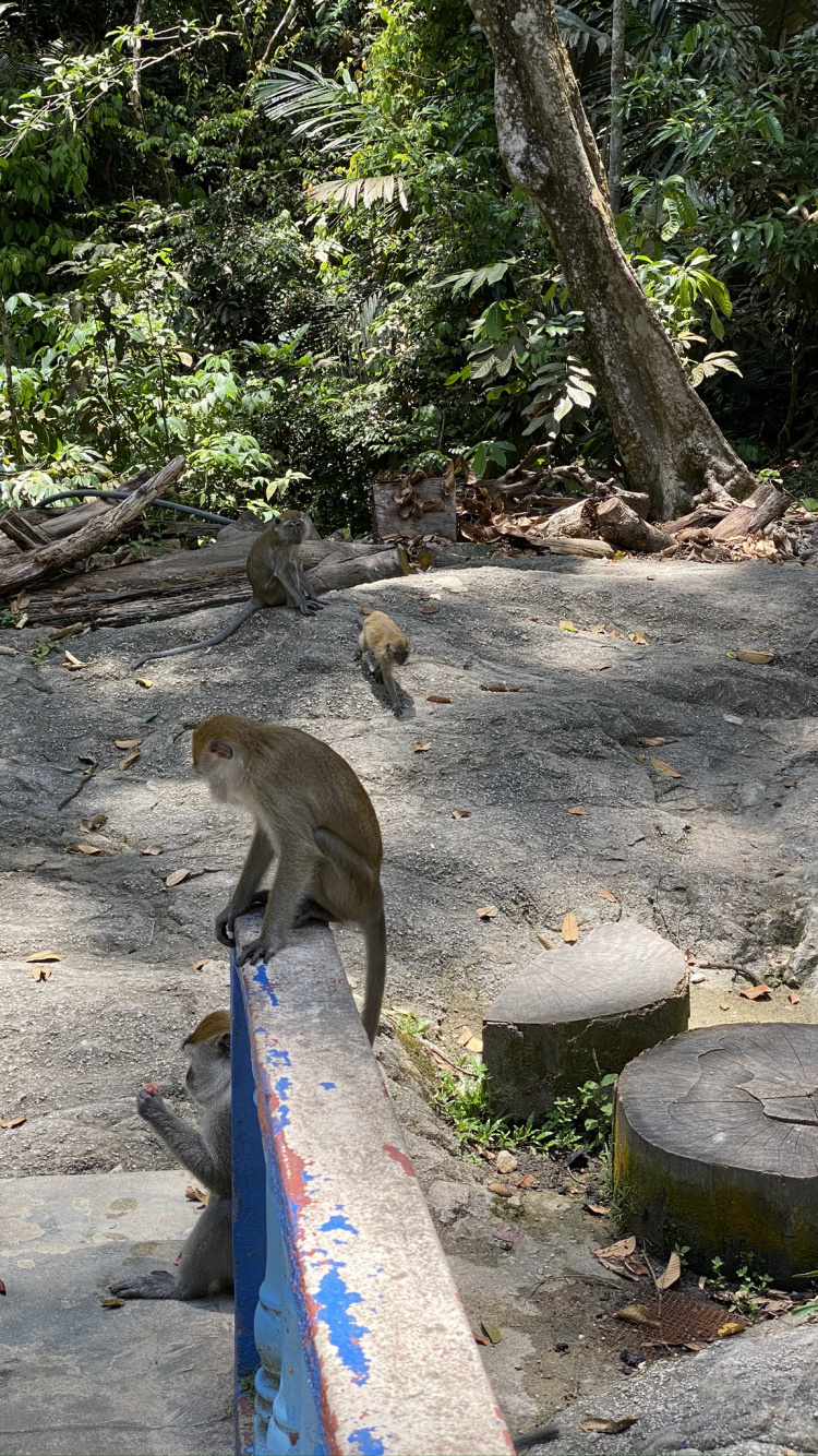 Обои Старый мир обезьян, лист, адаптация, наземные животные, природный заповедник в разрешении 750x1334