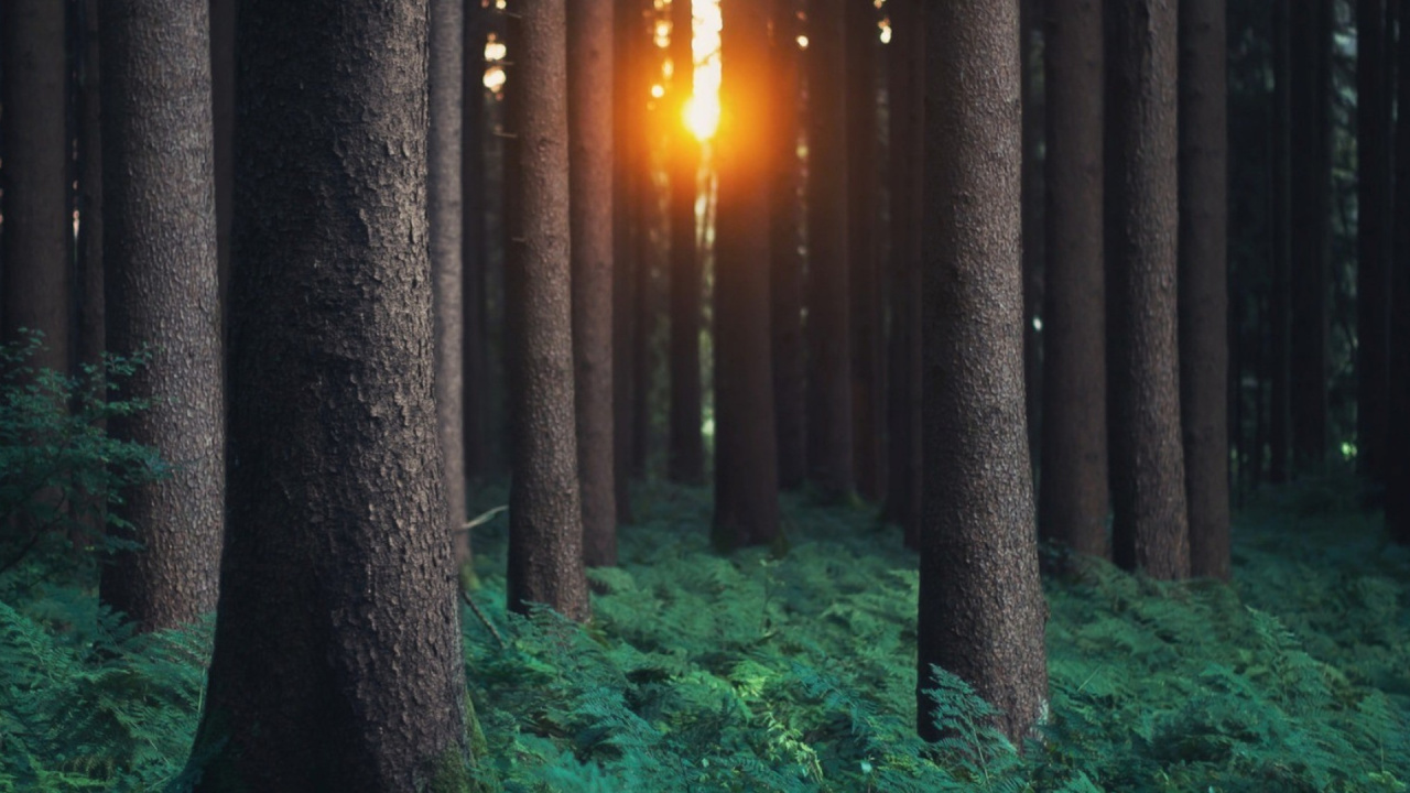 Обои лес, дерево, лесистая местность, солнечный свет, биом в разрешении 1280x720