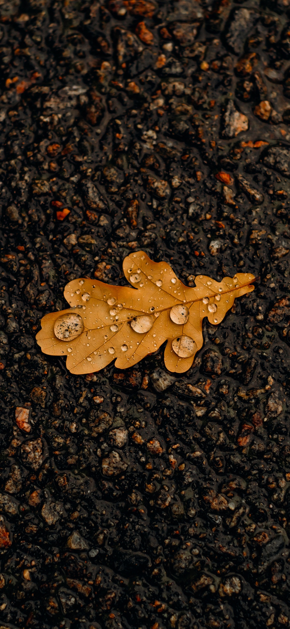 Обои лист, асфальт, дорожное покрытие, древесина, растение в разрешении 1125x2436