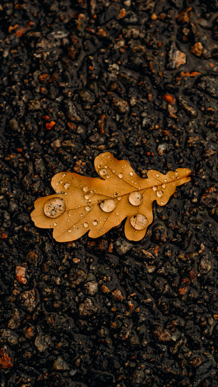 Обои лист, асфальт, дорожное покрытие, древесина, растение в разрешении 750x1334