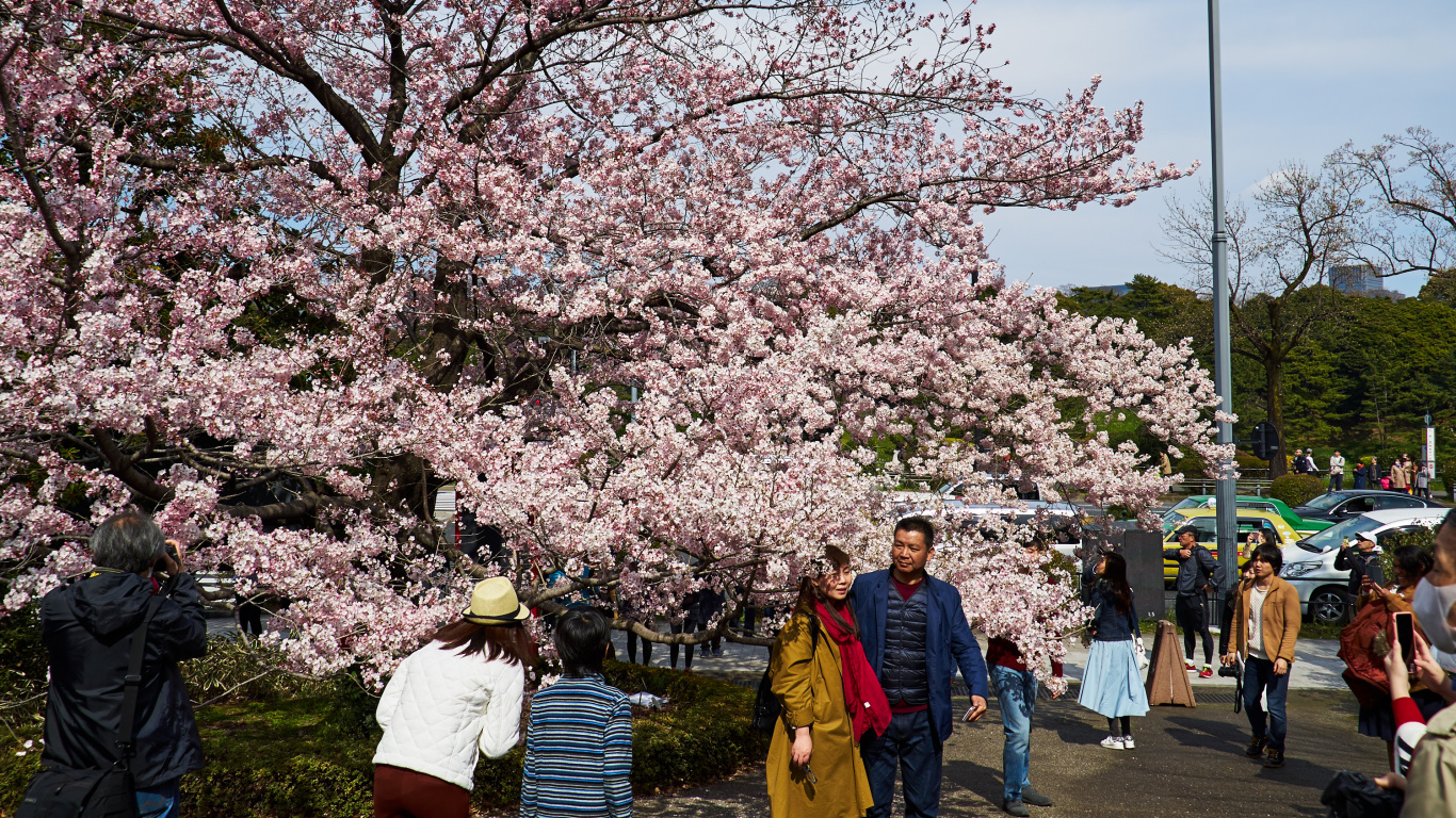 Обои цветение вишни, цветок, дерево, расцвет, весна в разрешении 1366x768