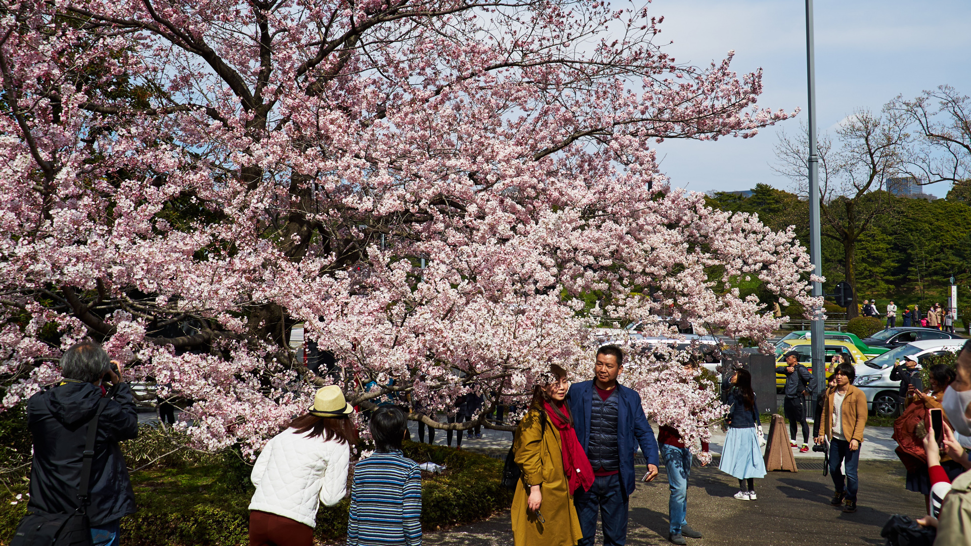 Обои цветение вишни, цветок, дерево, расцвет, весна в разрешении 1920x1080