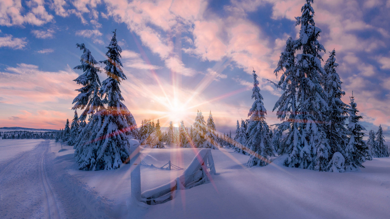 Обои Норвегия, зима, снег, природа, дерево в разрешении 1280x720