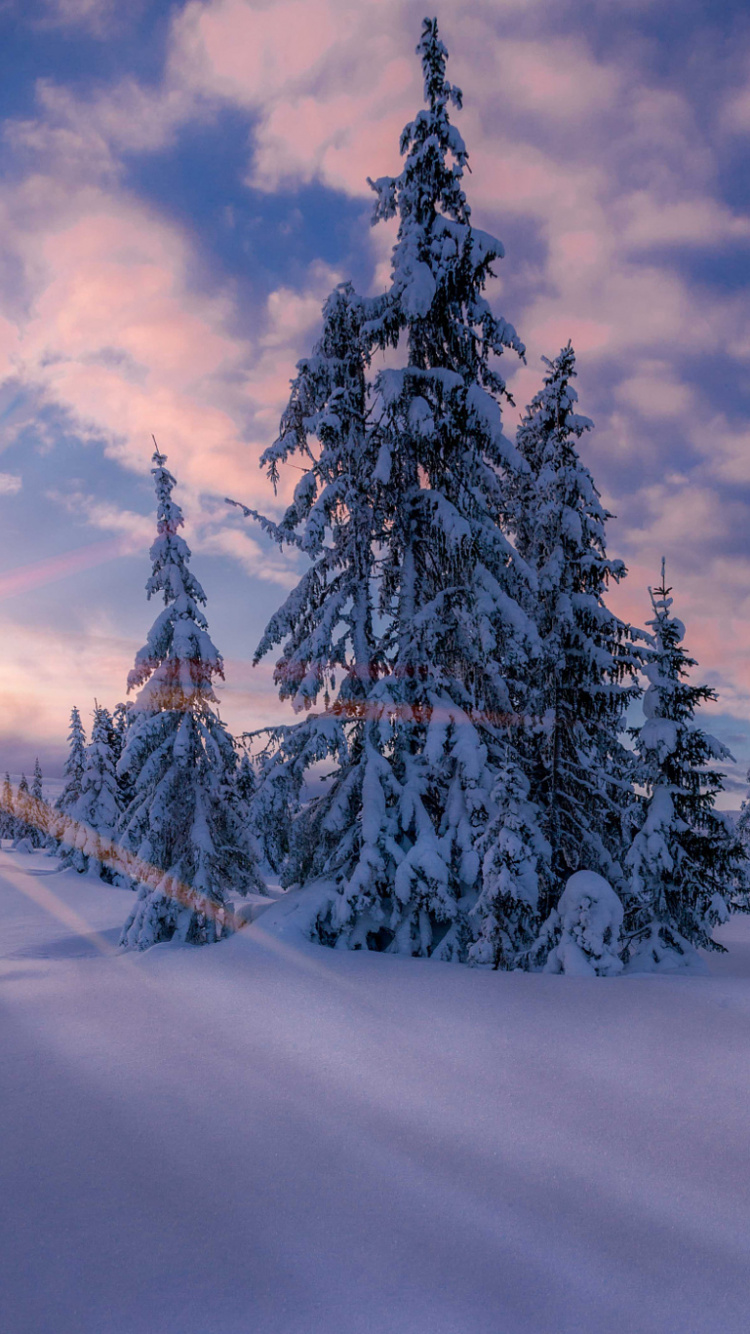 Обои Норвегия, зима, снег, природа, дерево в разрешении 750x1334