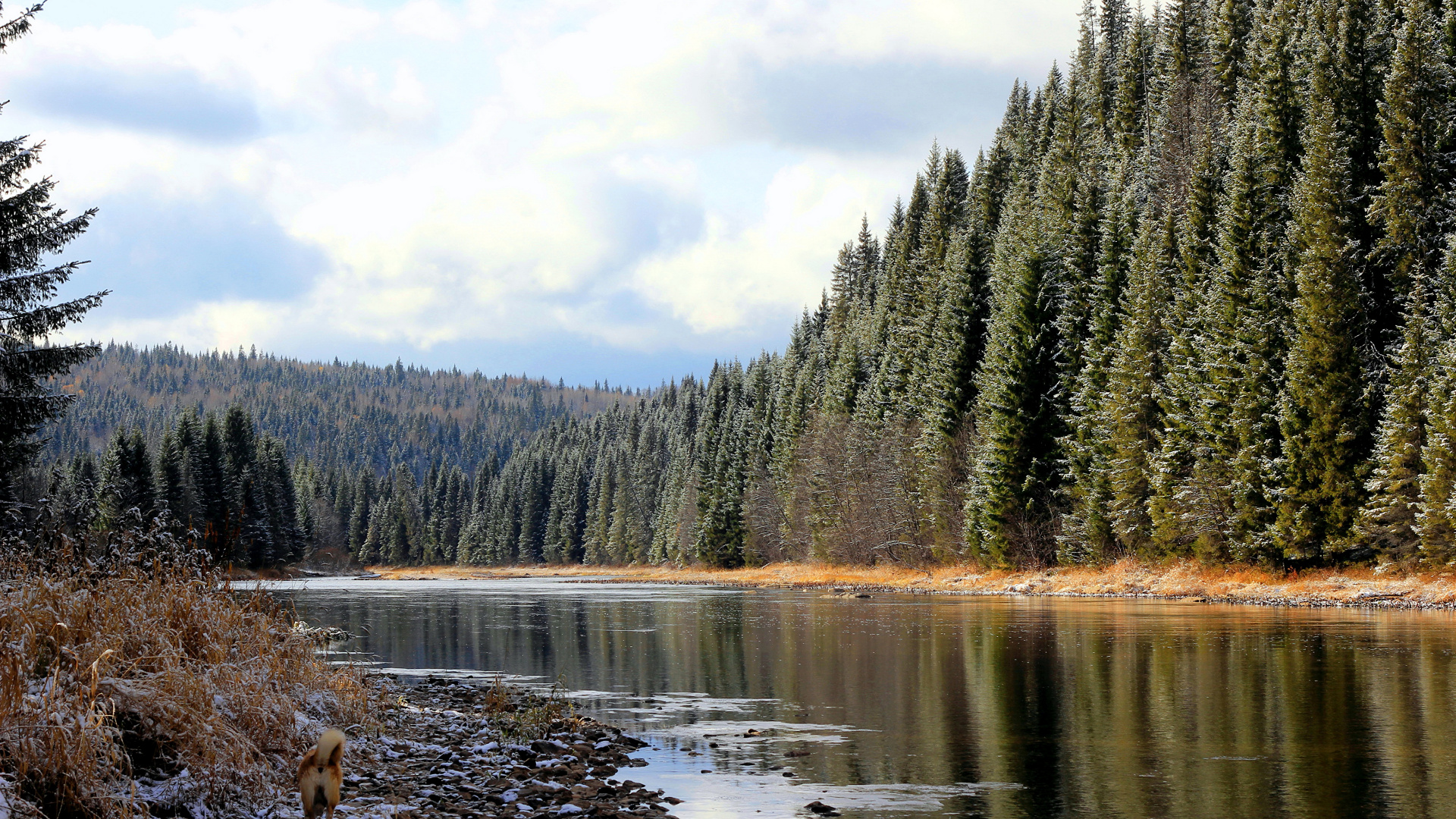 Обои лес, природа, дерево, вода, дикая местность в разрешении 1920x1080