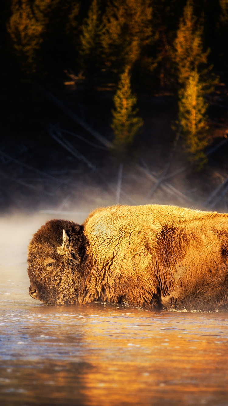Обои американский Бизон, природа, вода, природный ландшафт, рок в разрешении 750x1334