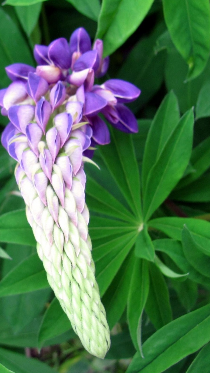 Обои люпина, цветковое растение, растение, расцвет, травянистое растение в разрешении 720x1280