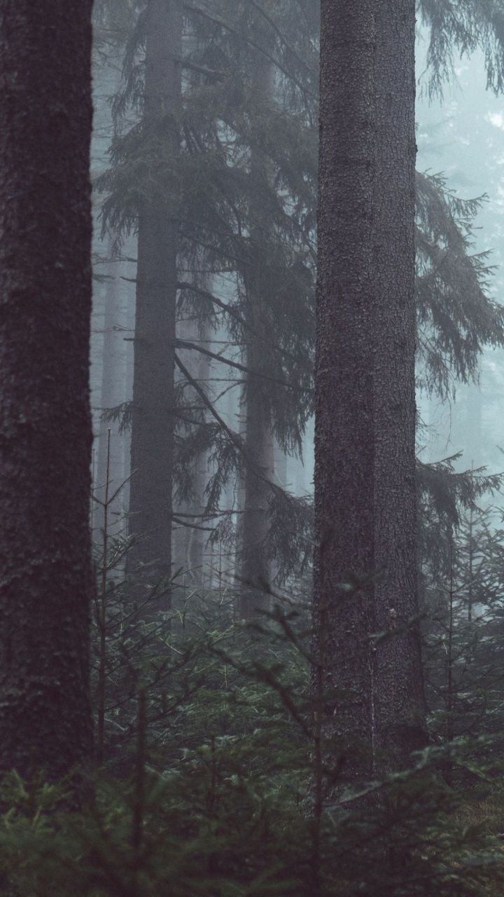 Обои дерево, лес, лесистая местность, стена, дымка в разрешении 720x1280