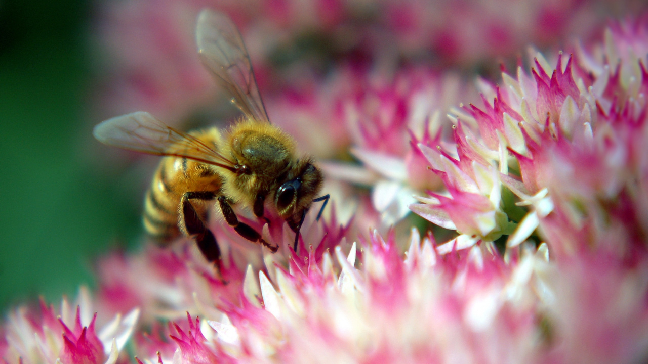 Обои насекомое, опыление, медоносная пчела, пчела, опылитель в разрешении 1280x720