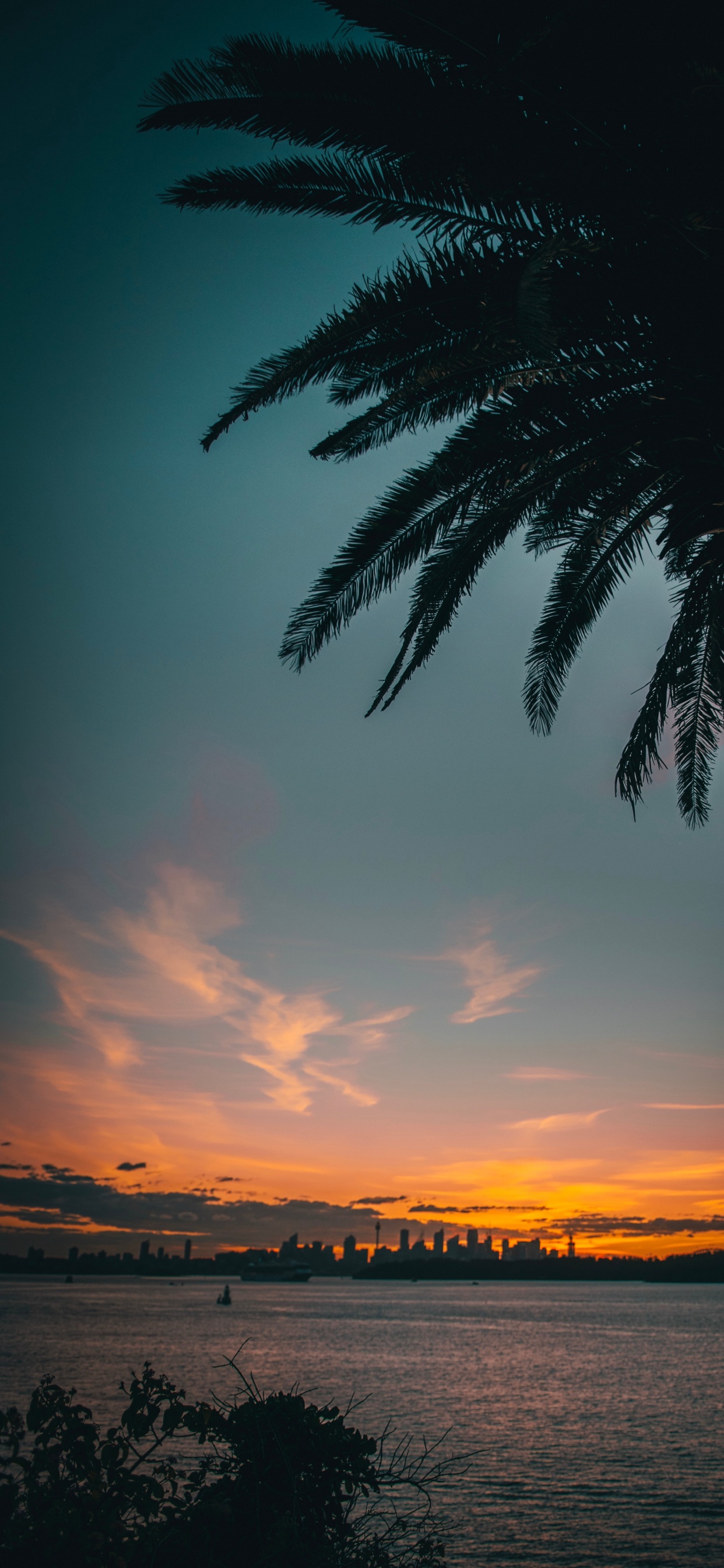 Обои природа, пальмовые рощи, дерево, океан, сумрак в разрешении 1242x2688