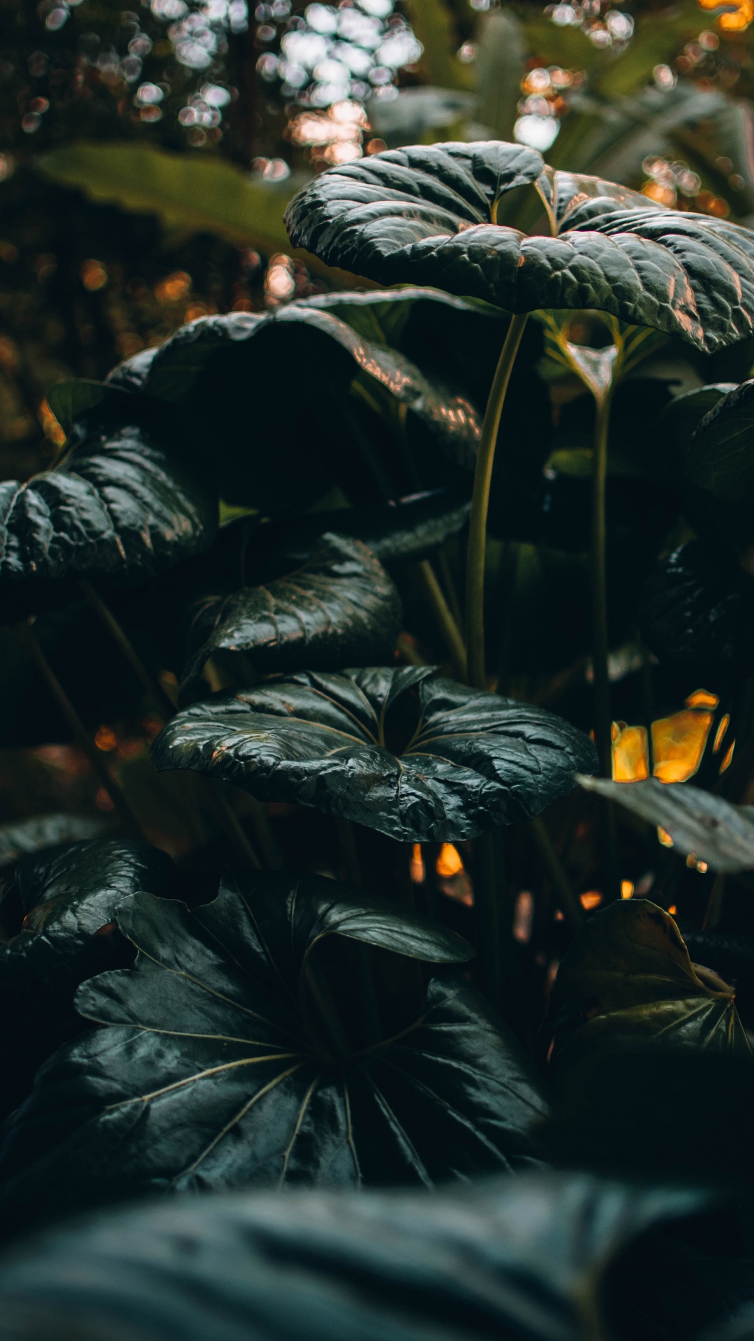 Обои рассада, лист, растительность, окружающая среда, ботаники в разрешении 1080x1920