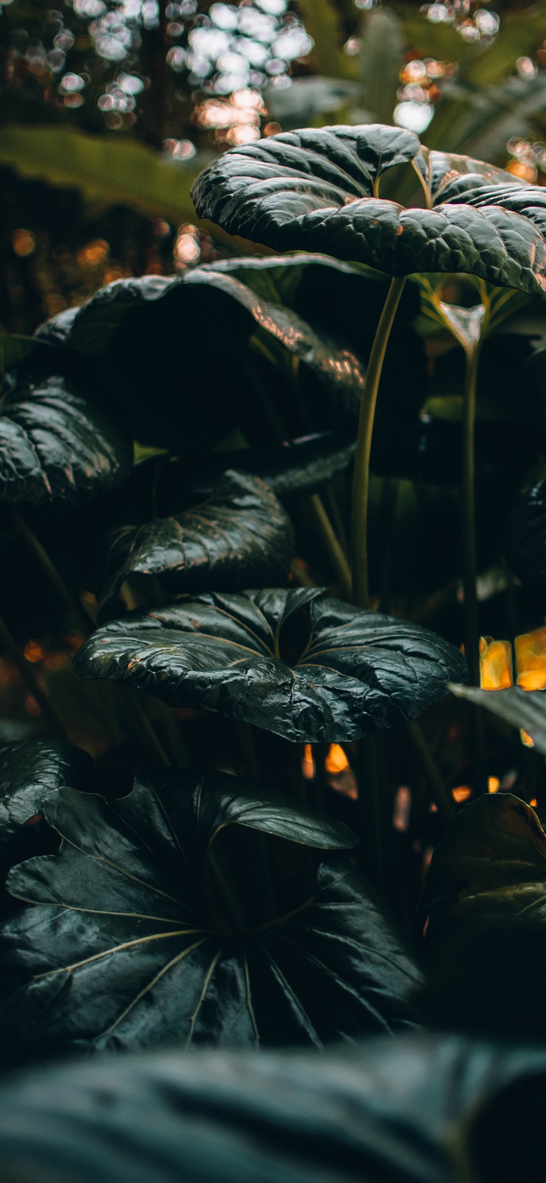 Обои рассада, лист, растительность, окружающая среда, ботаники в разрешении 1125x2436