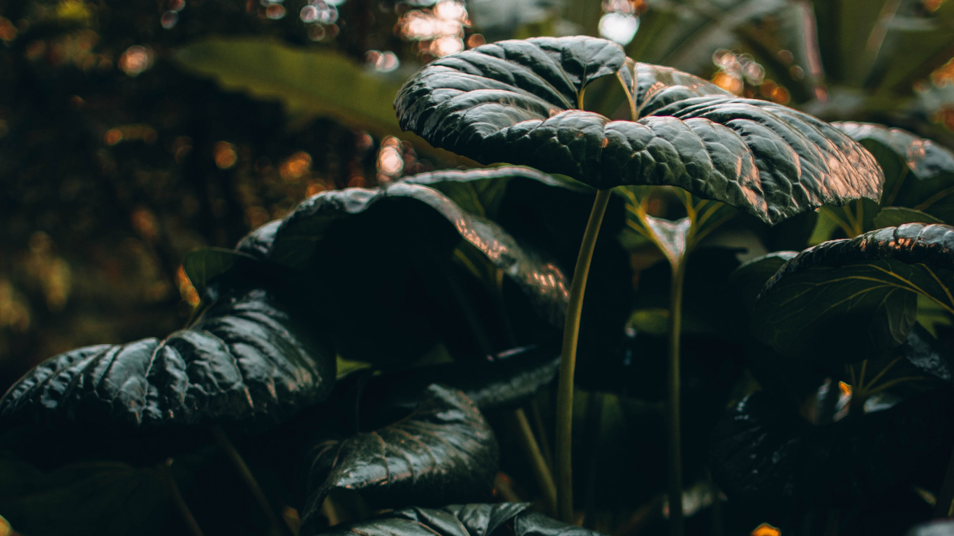 Обои рассада, лист, растительность, окружающая среда, ботаники в разрешении 1366x768