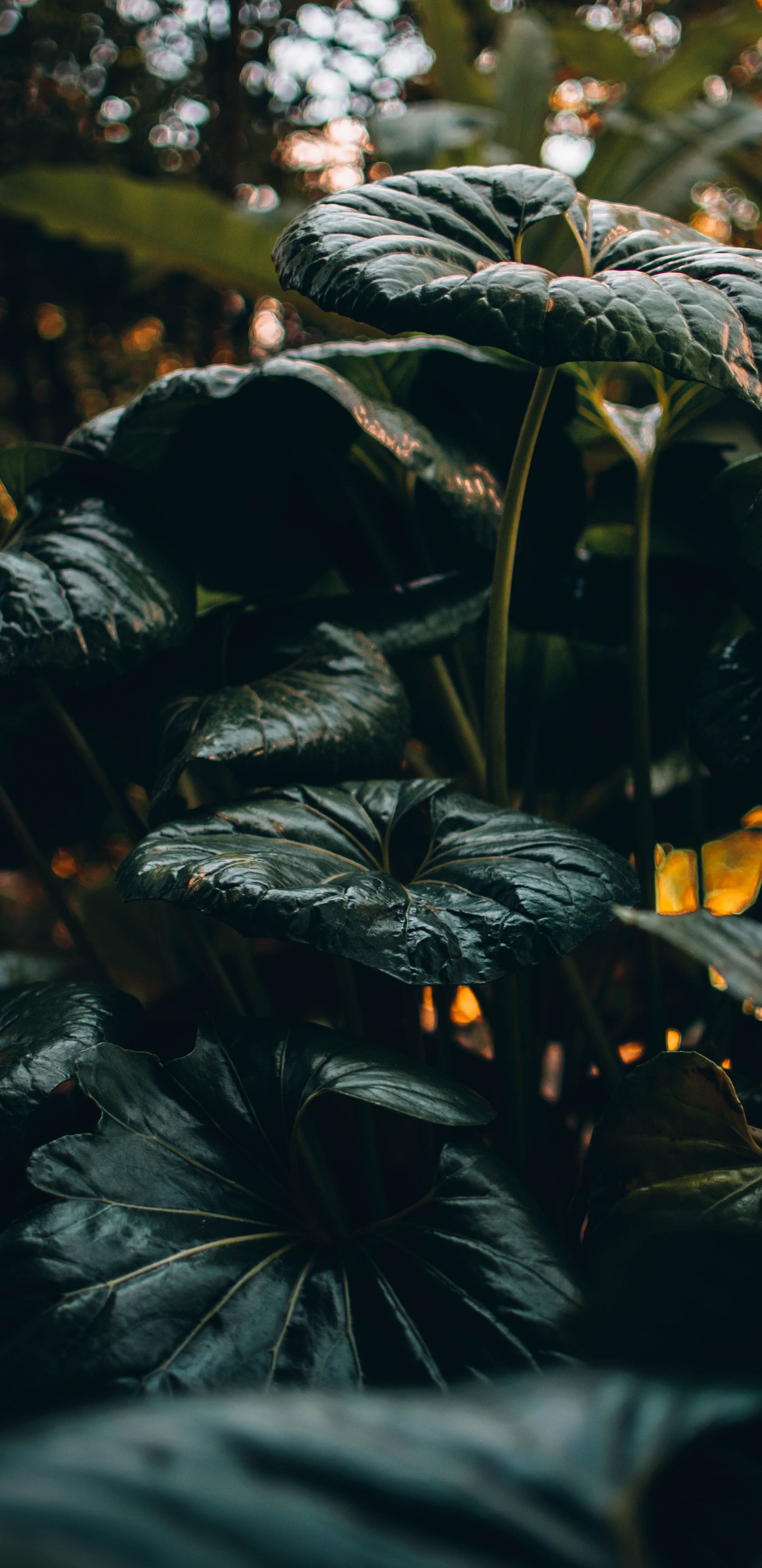 Обои рассада, лист, растительность, окружающая среда, ботаники в разрешении 1440x2960