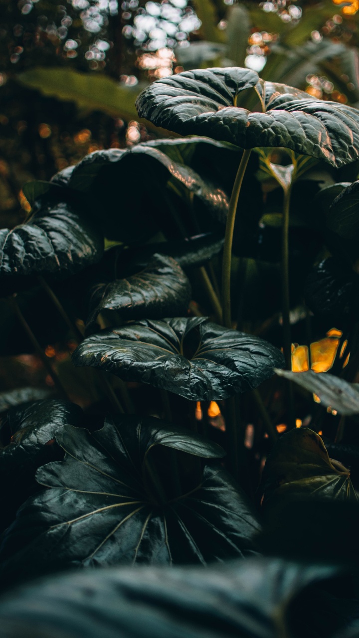 Обои рассада, лист, растительность, окружающая среда, ботаники в разрешении 720x1280