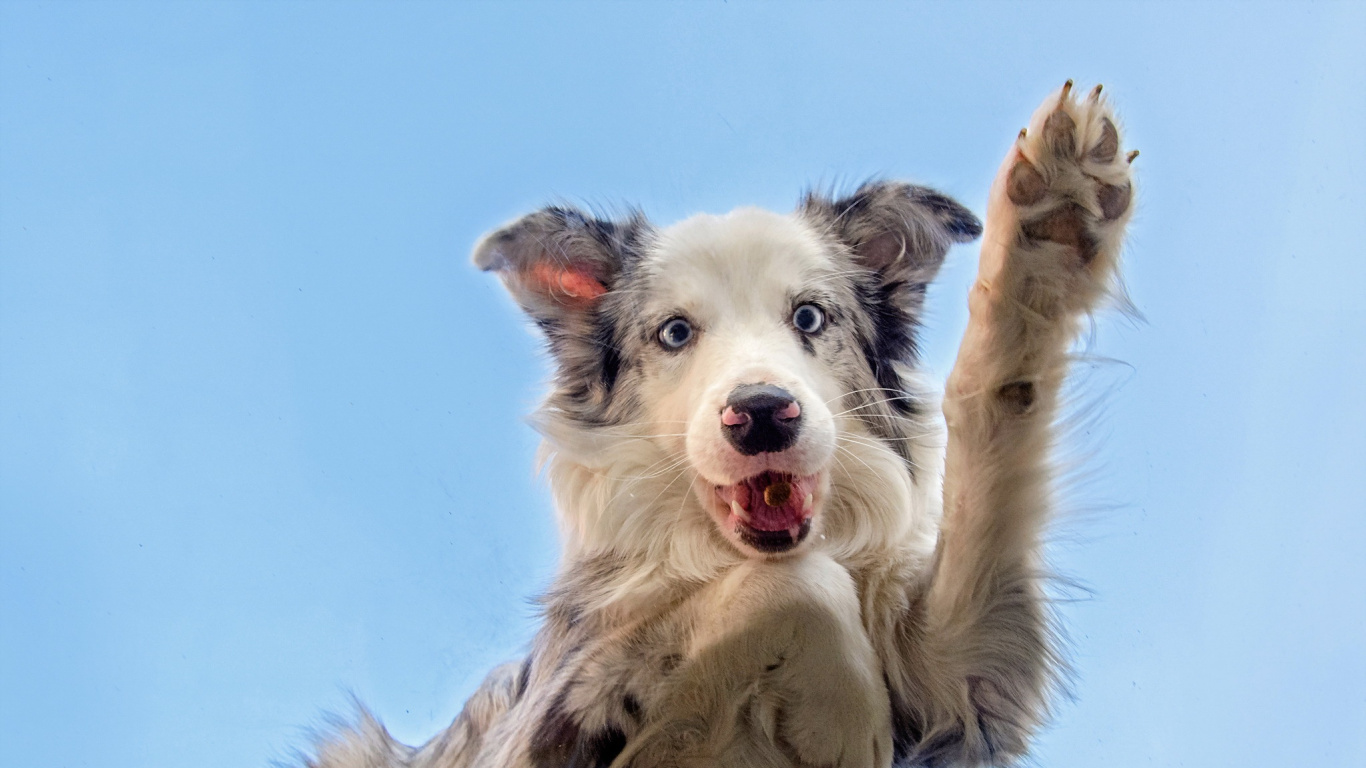 Обои морда, собака породы, Колли, порода, пес в разрешении 1366x768