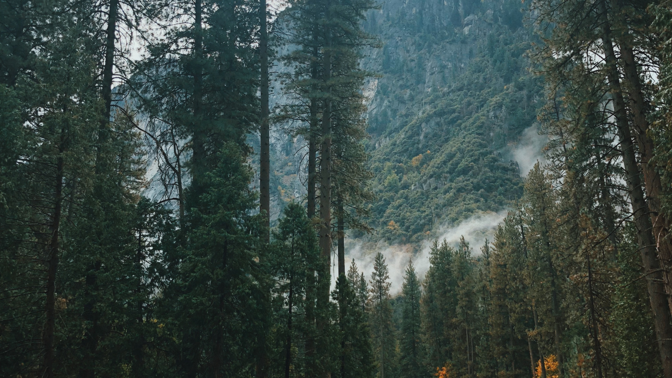 Обои Калифорния, США, йосемити, природа, Хвойные в разрешении 1366x768