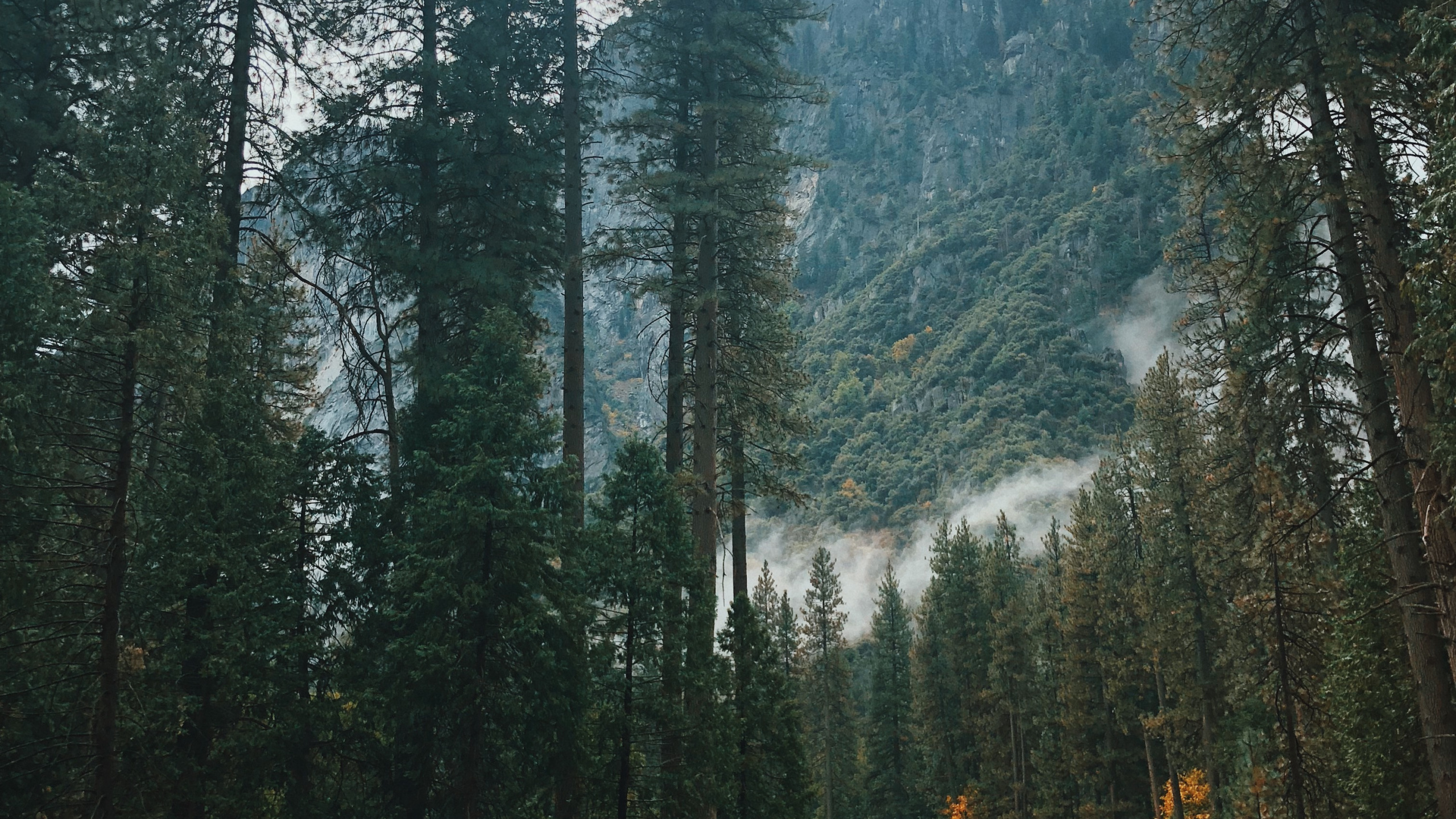 Обои Калифорния, США, йосемити, природа, Хвойные в разрешении 2560x1440