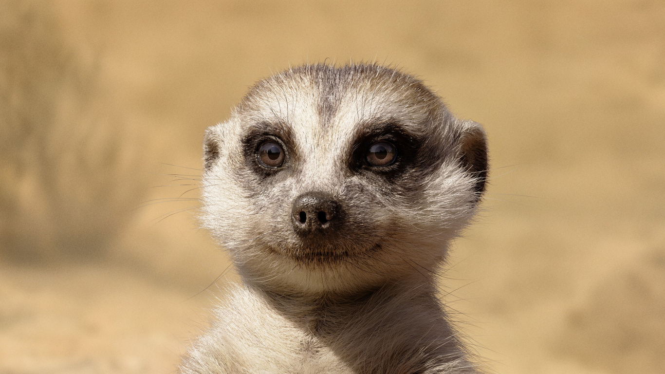 Обои суриката, Лев, Тимон, Тимон и Пумба, голова в разрешении 1366x768