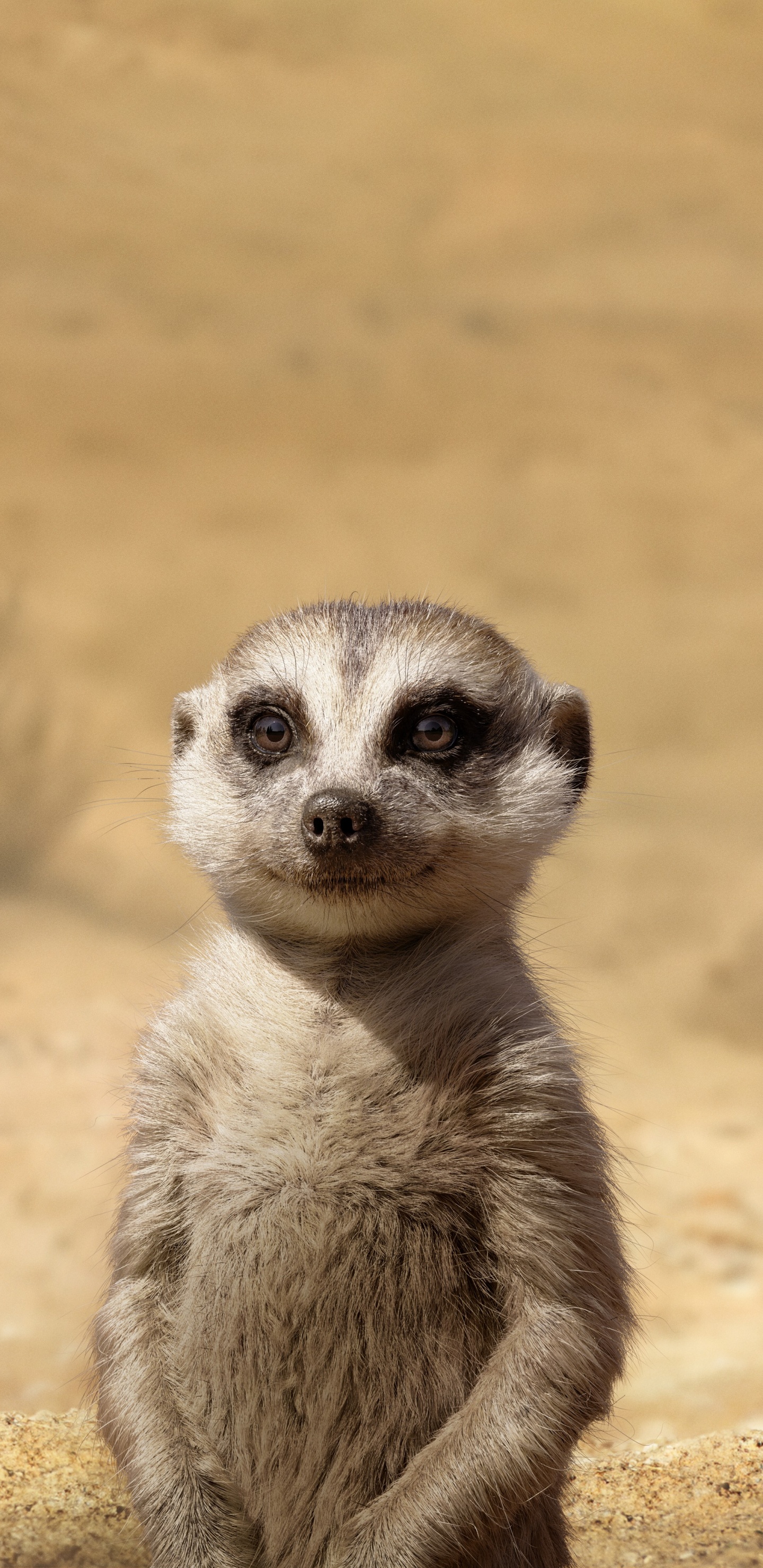 Обои суриката, Лев, Тимон, Тимон и Пумба, голова в разрешении 1440x2960