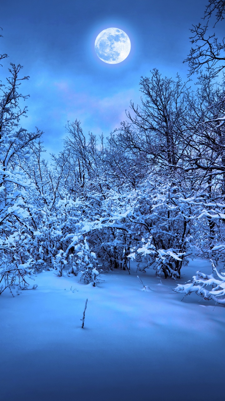 Обои снег, зима, природа, синий, дерево в разрешении 720x1280