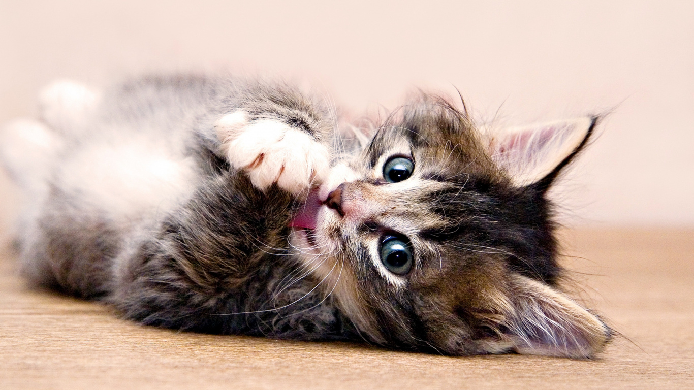 Обои котенок, кот, кошачьих, бакенбарды, полосатый кот в разрешении 1366x768