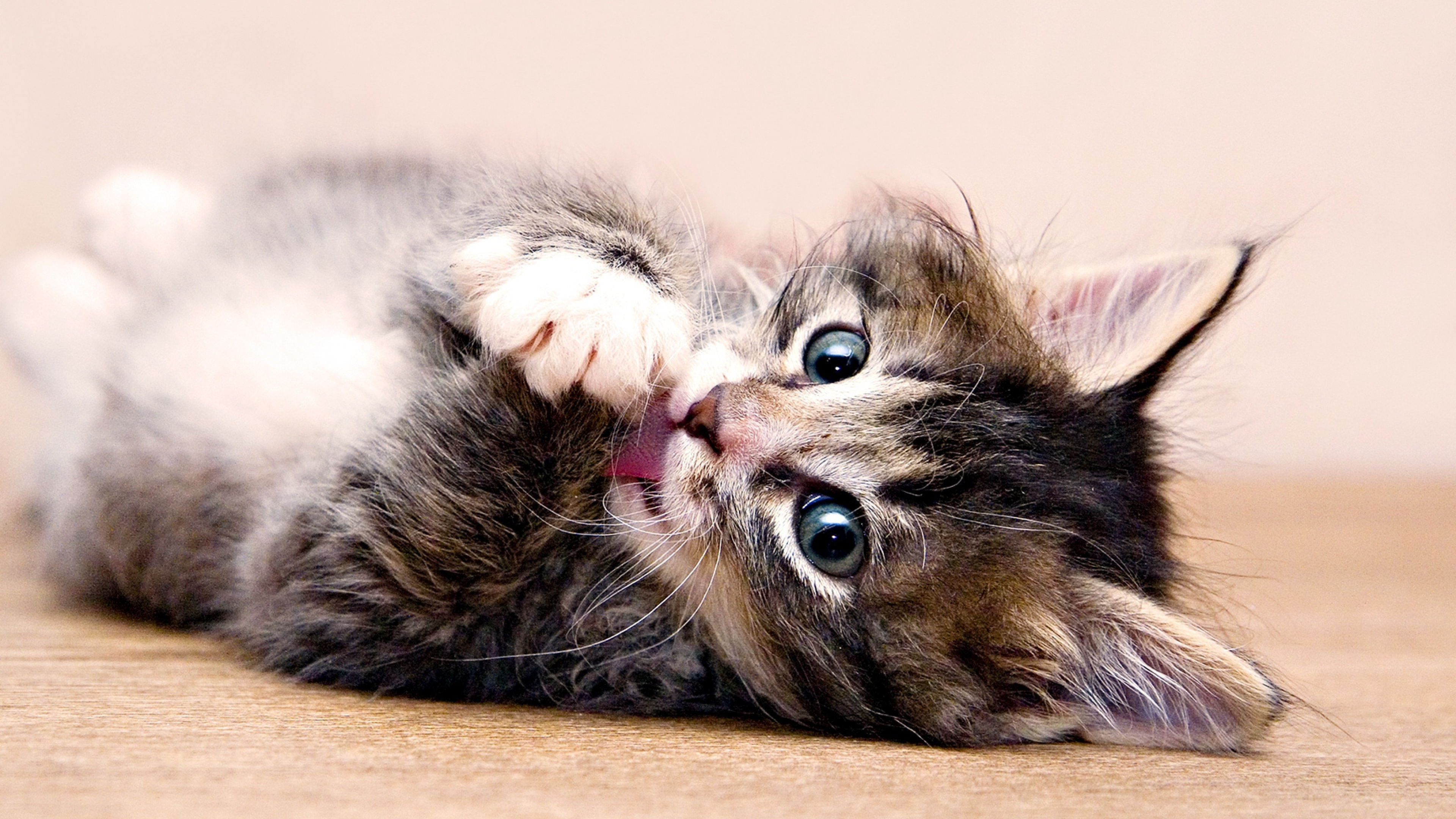 Обои котенок, кот, кошачьих, бакенбарды, полосатый кот в разрешении 3840x2160