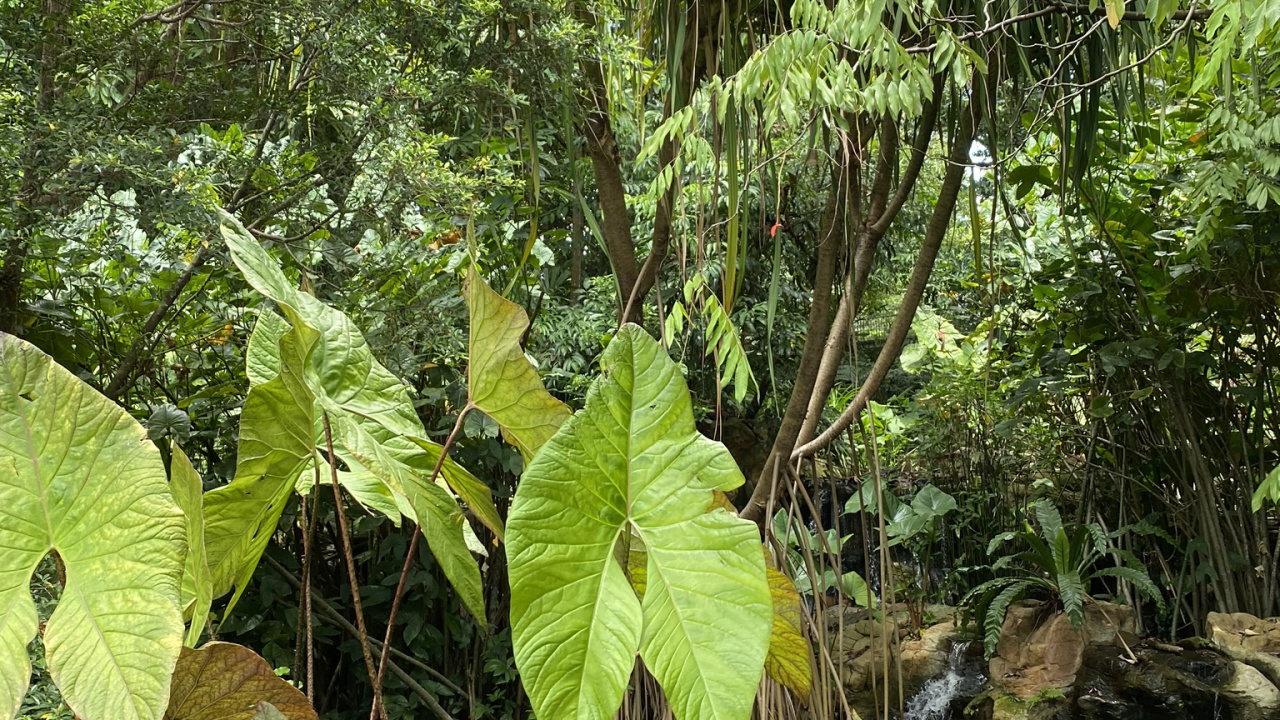 Обои растительность, тропические леса, биом, тугай, старовозрастные леса в разрешении 1280x720