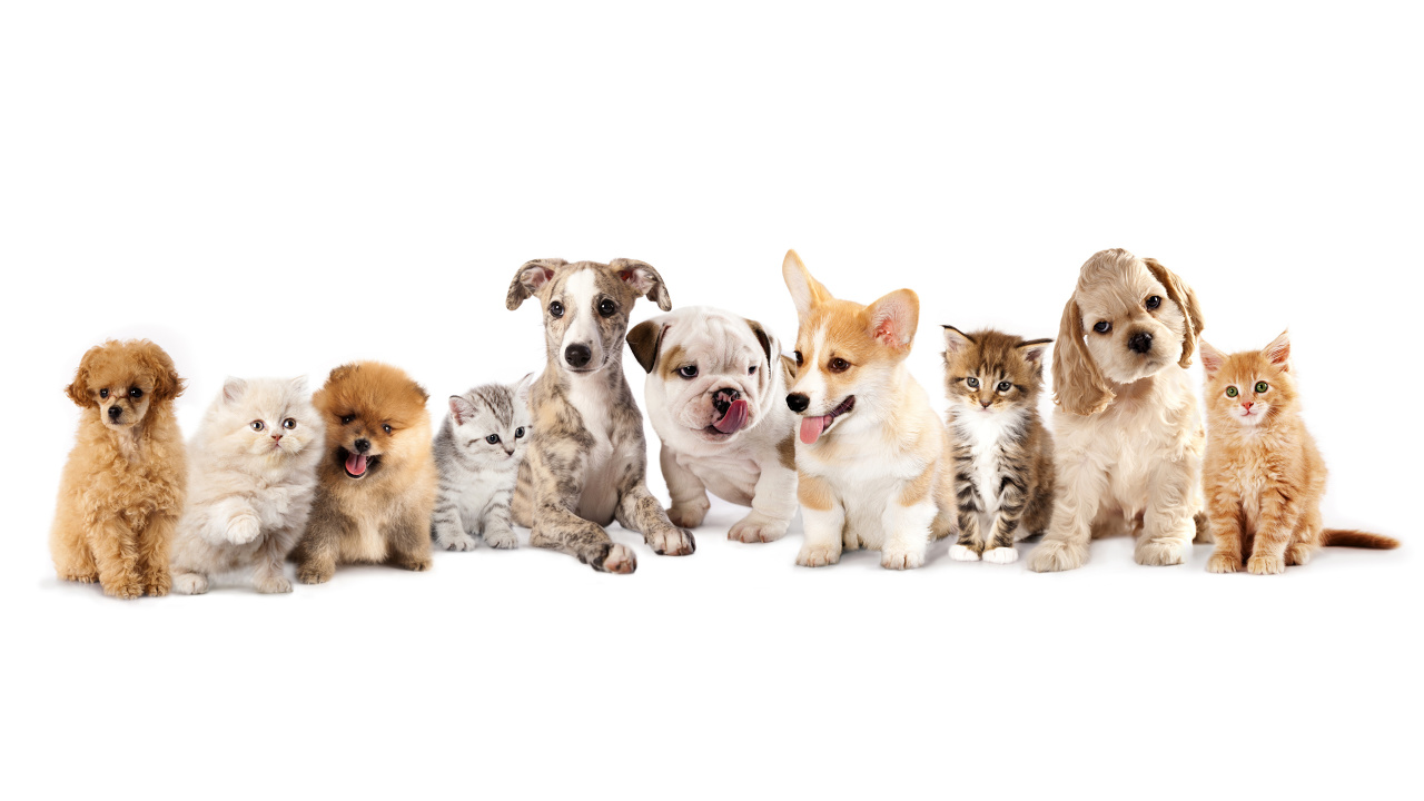 Обои щенок, вельш корги, кот, собака породы, пес в разрешении 1280x720