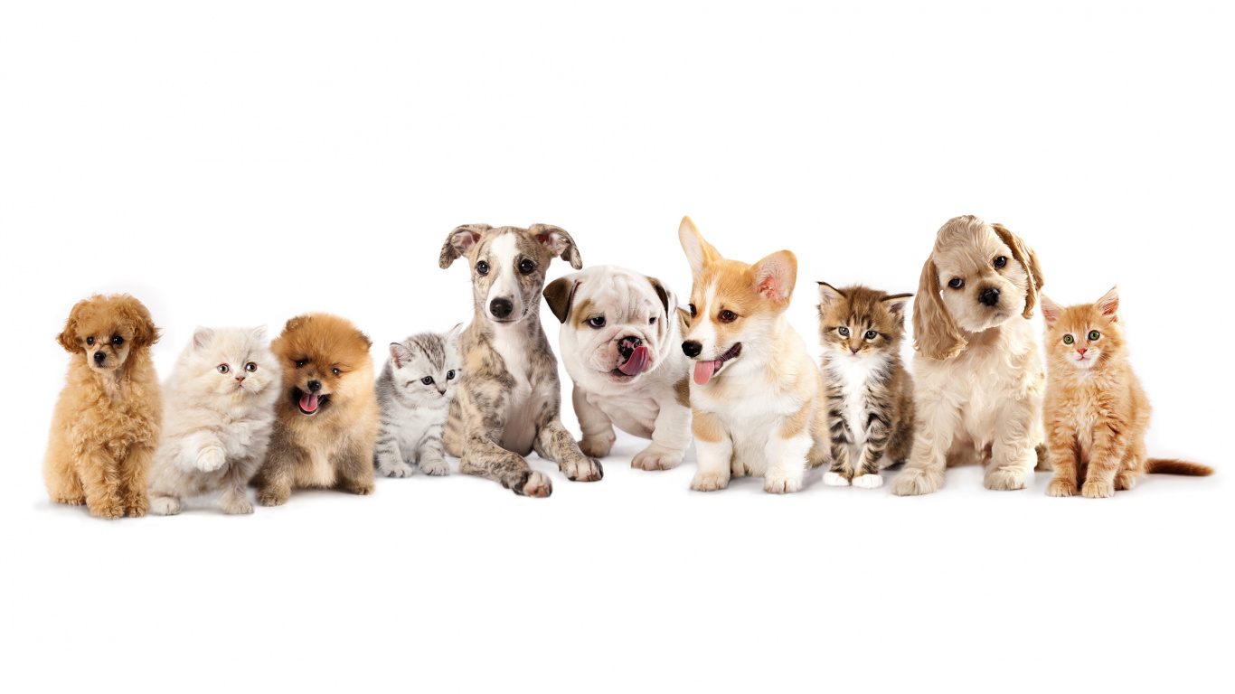 Обои щенок, вельш корги, кот, собака породы, пес в разрешении 1366x768