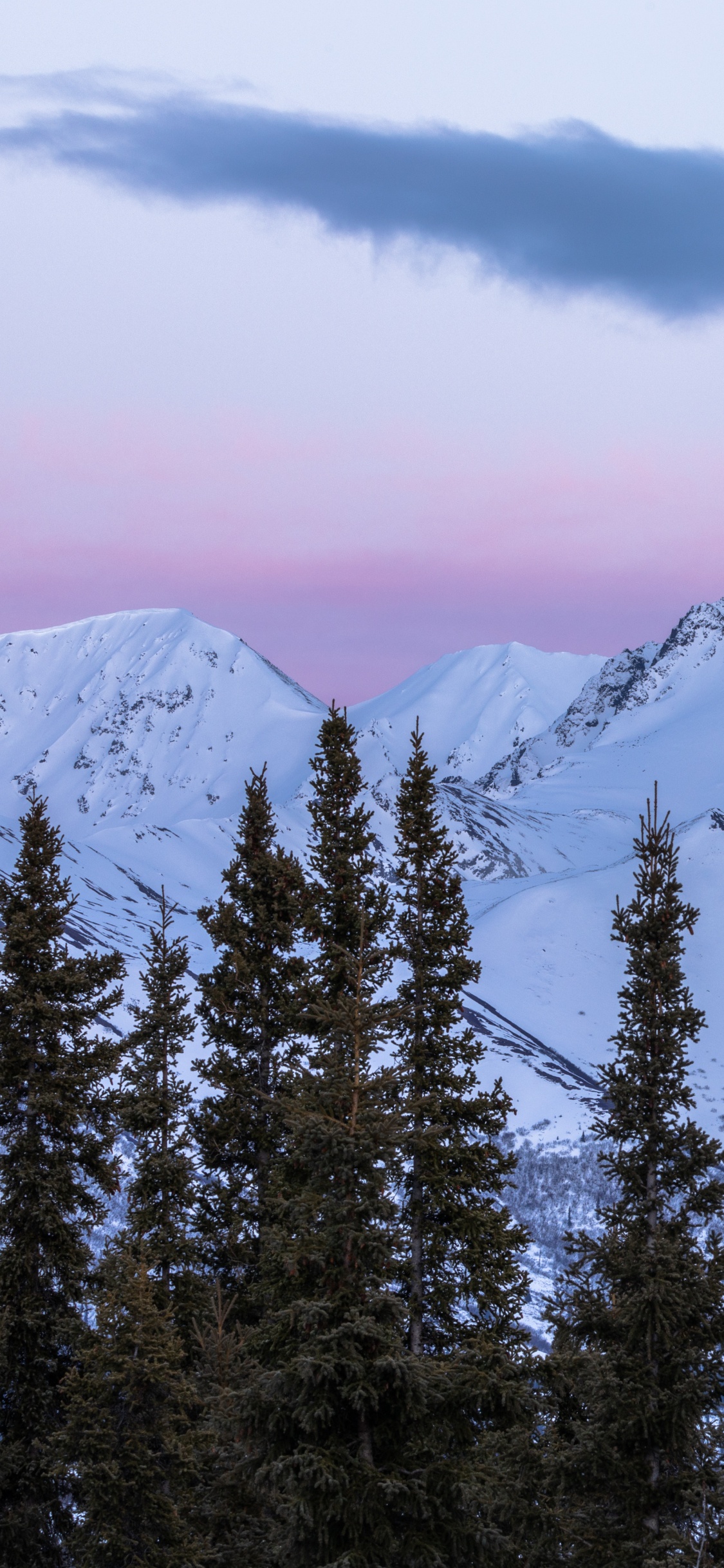 Обои ель, горный рельеф, массив, елово пихтовые леса, горный хребет в разрешении 1125x2436