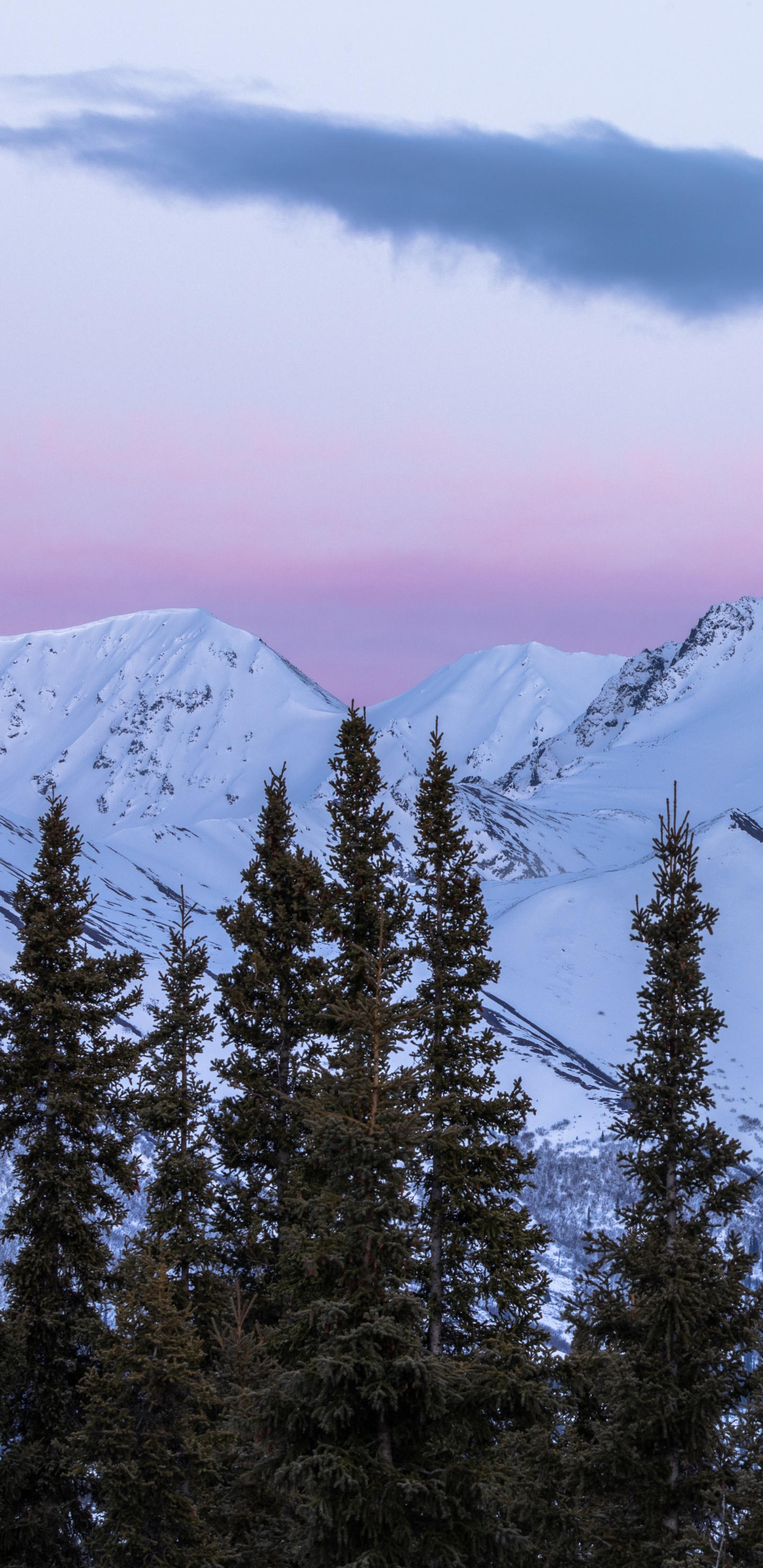 Обои ель, горный рельеф, массив, елово пихтовые леса, горный хребет в разрешении 1440x2960