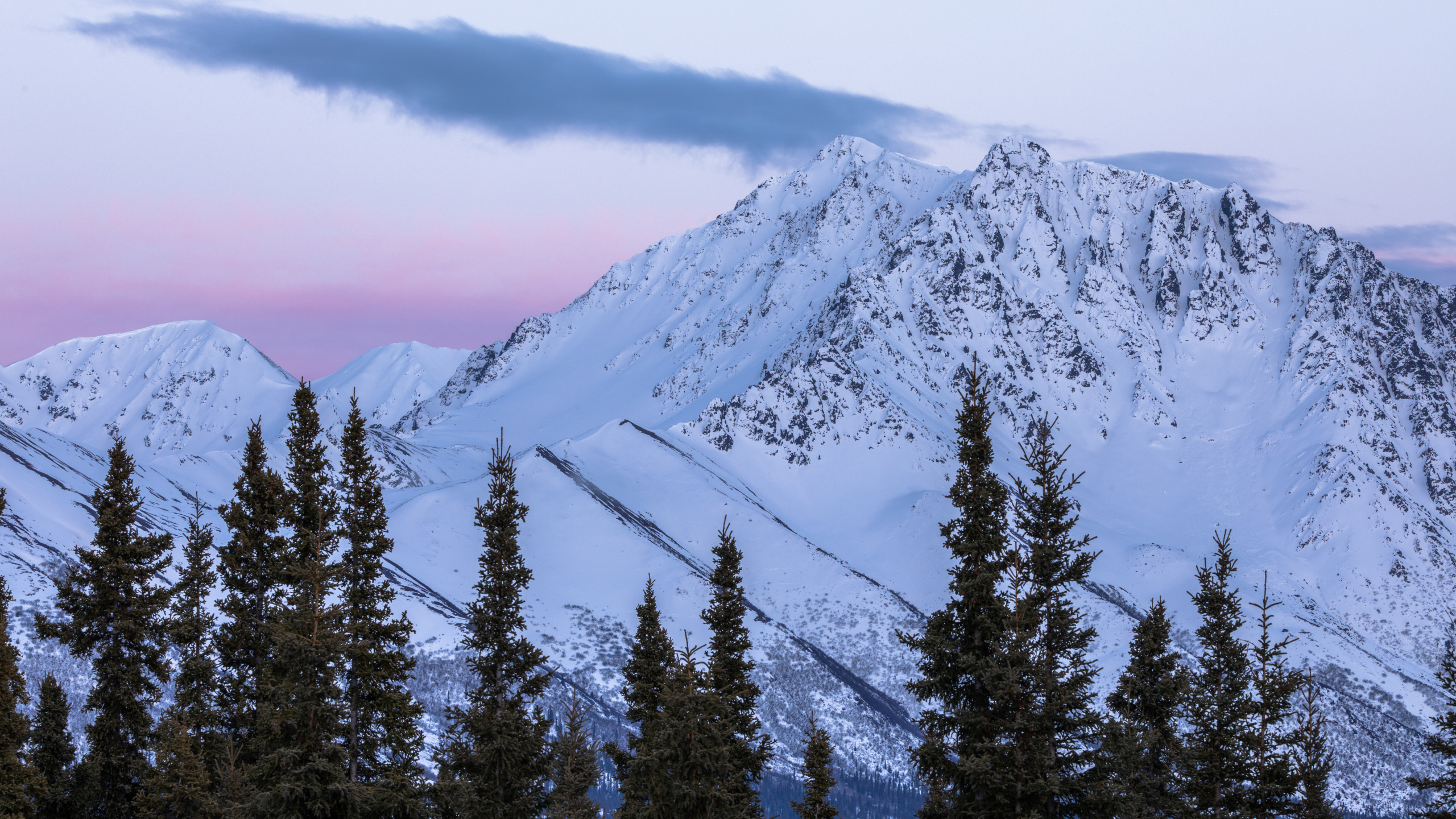 Обои ель, горный рельеф, массив, елово пихтовые леса, горный хребет в разрешении 2560x1440