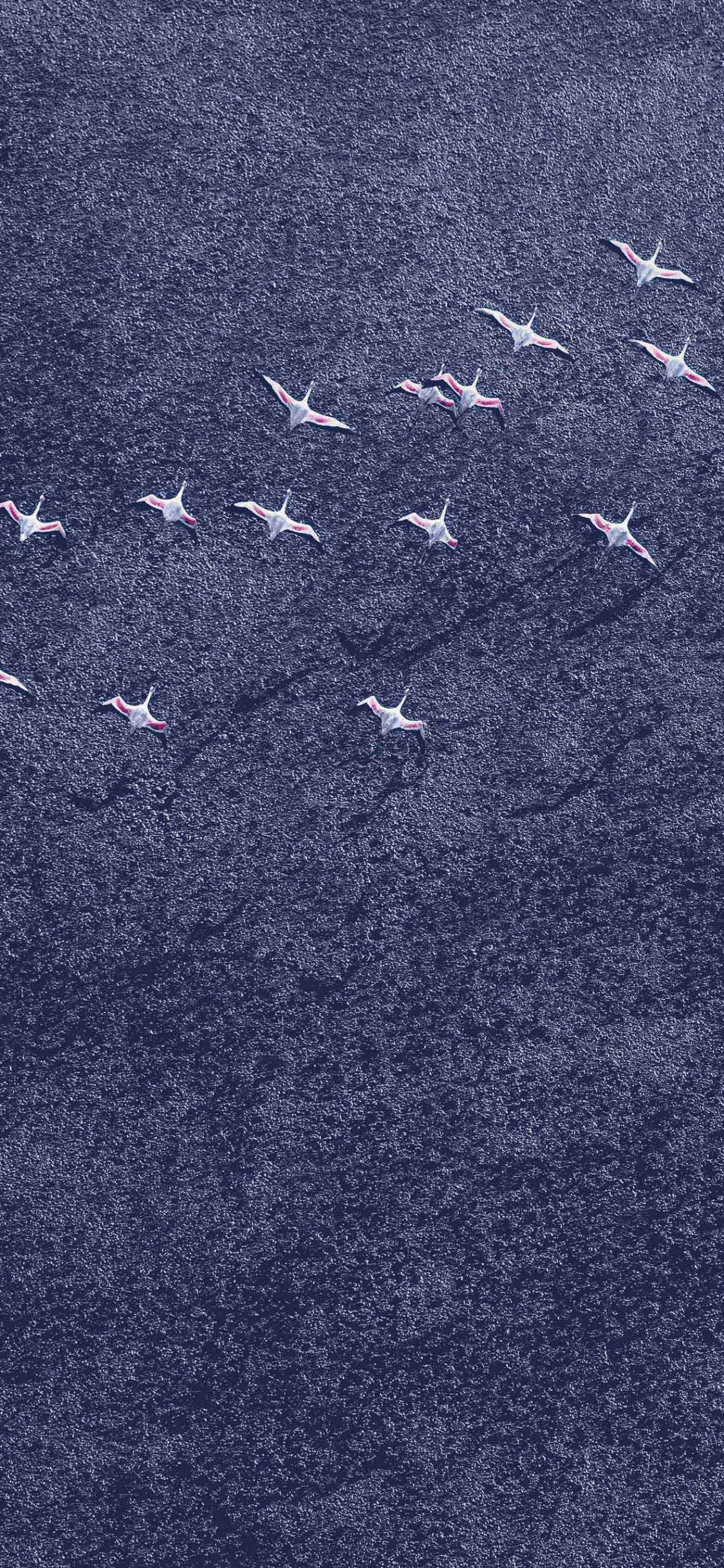 Обои Андроид Орео, гугл нексус, Google, синий, джинсовая ткань в разрешении 1125x2436