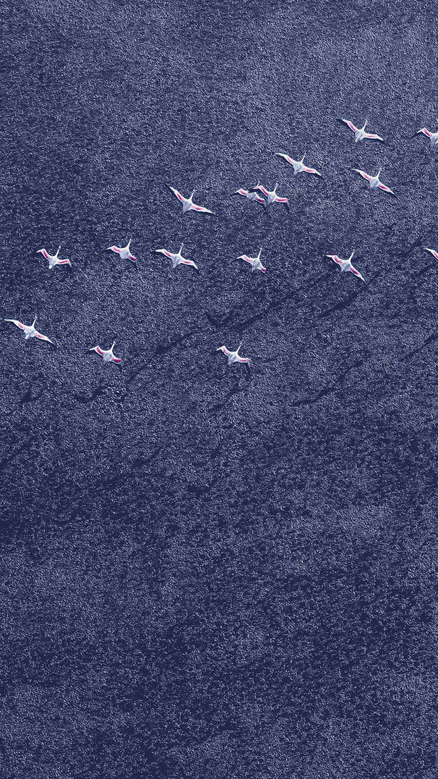 Обои Андроид Орео, гугл нексус, Google, синий, джинсовая ткань в разрешении 1440x2560