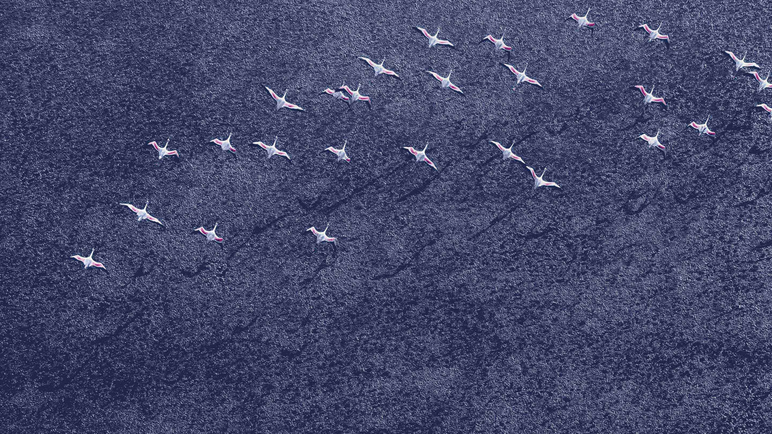 Обои Андроид Орео, гугл нексус, Google, синий, джинсовая ткань в разрешении 2560x1440