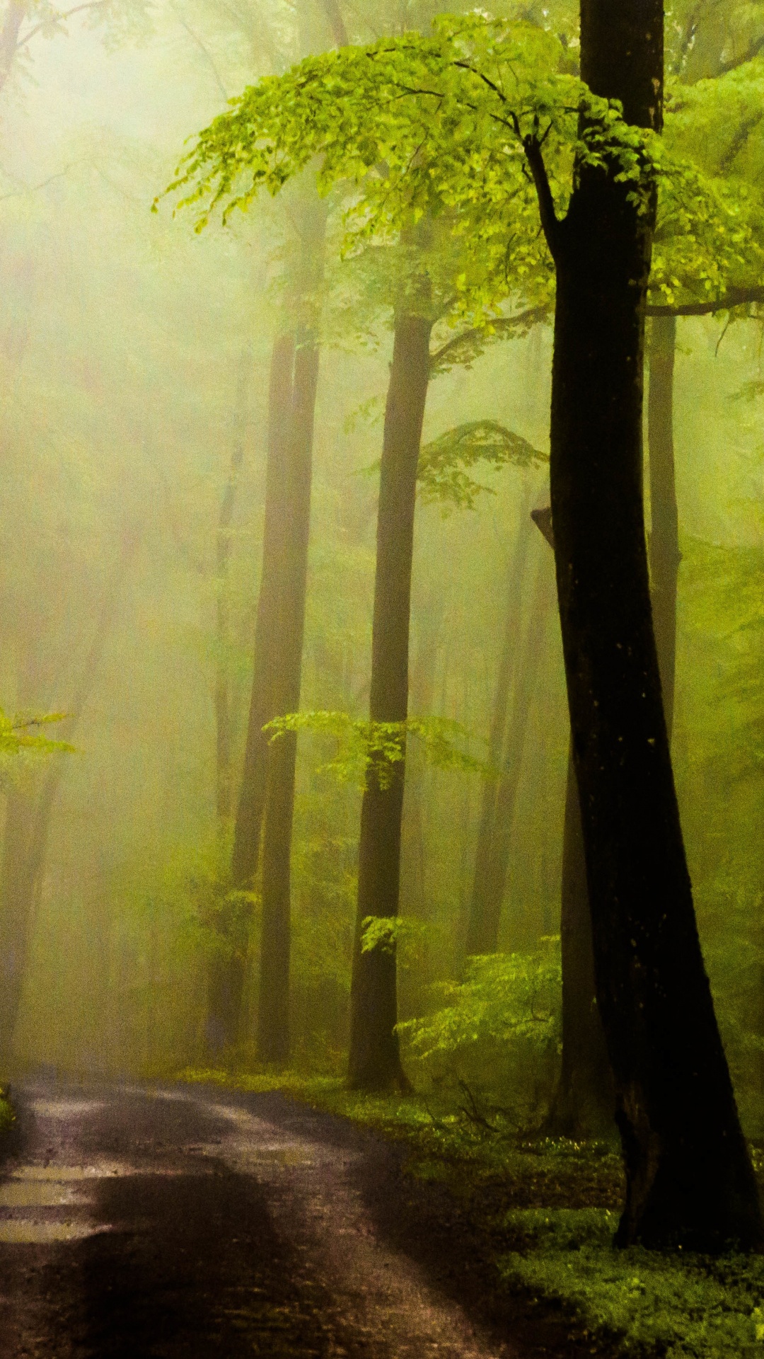 Обои дерево, лес, природа, лесистая местность, роща в разрешении 1080x1920