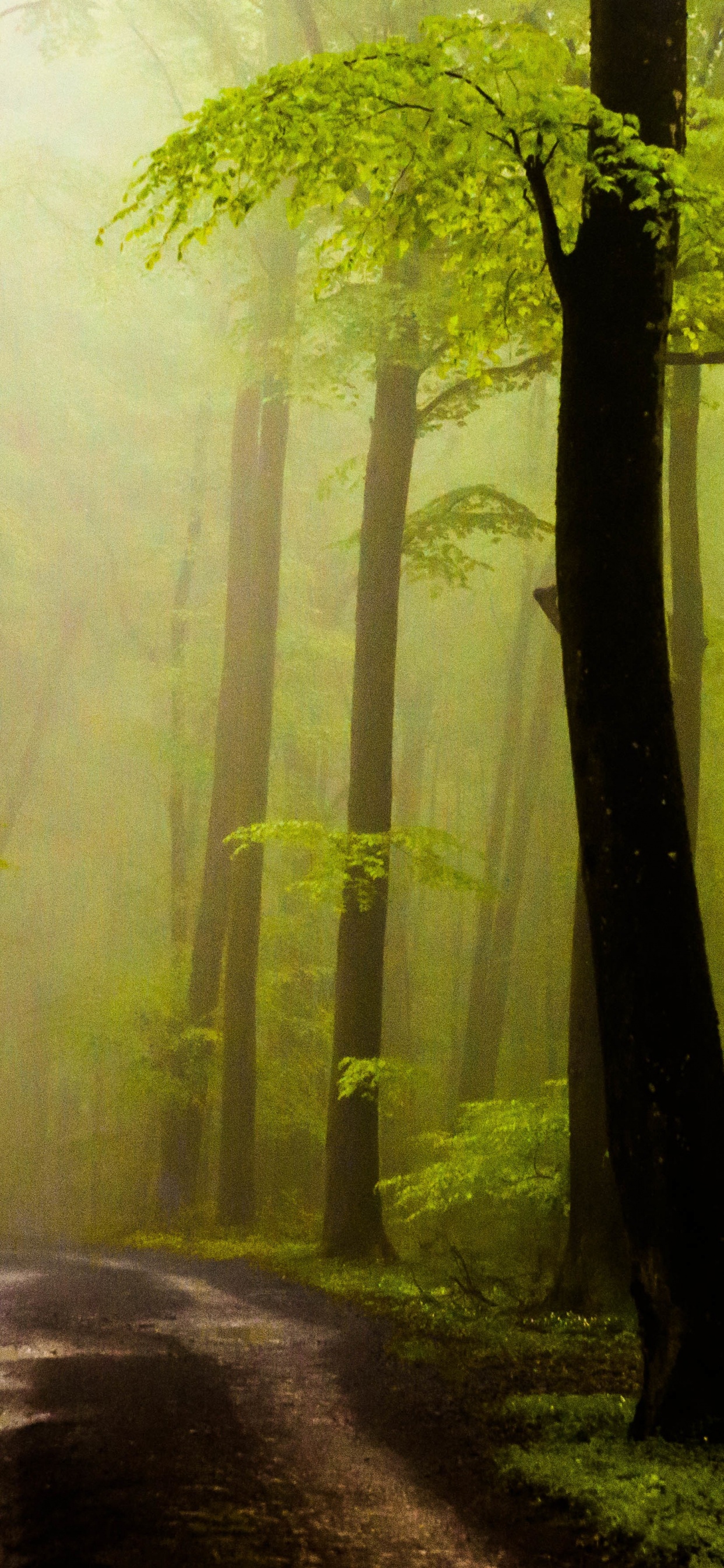 Обои дерево, лес, природа, лесистая местность, роща в разрешении 1242x2688