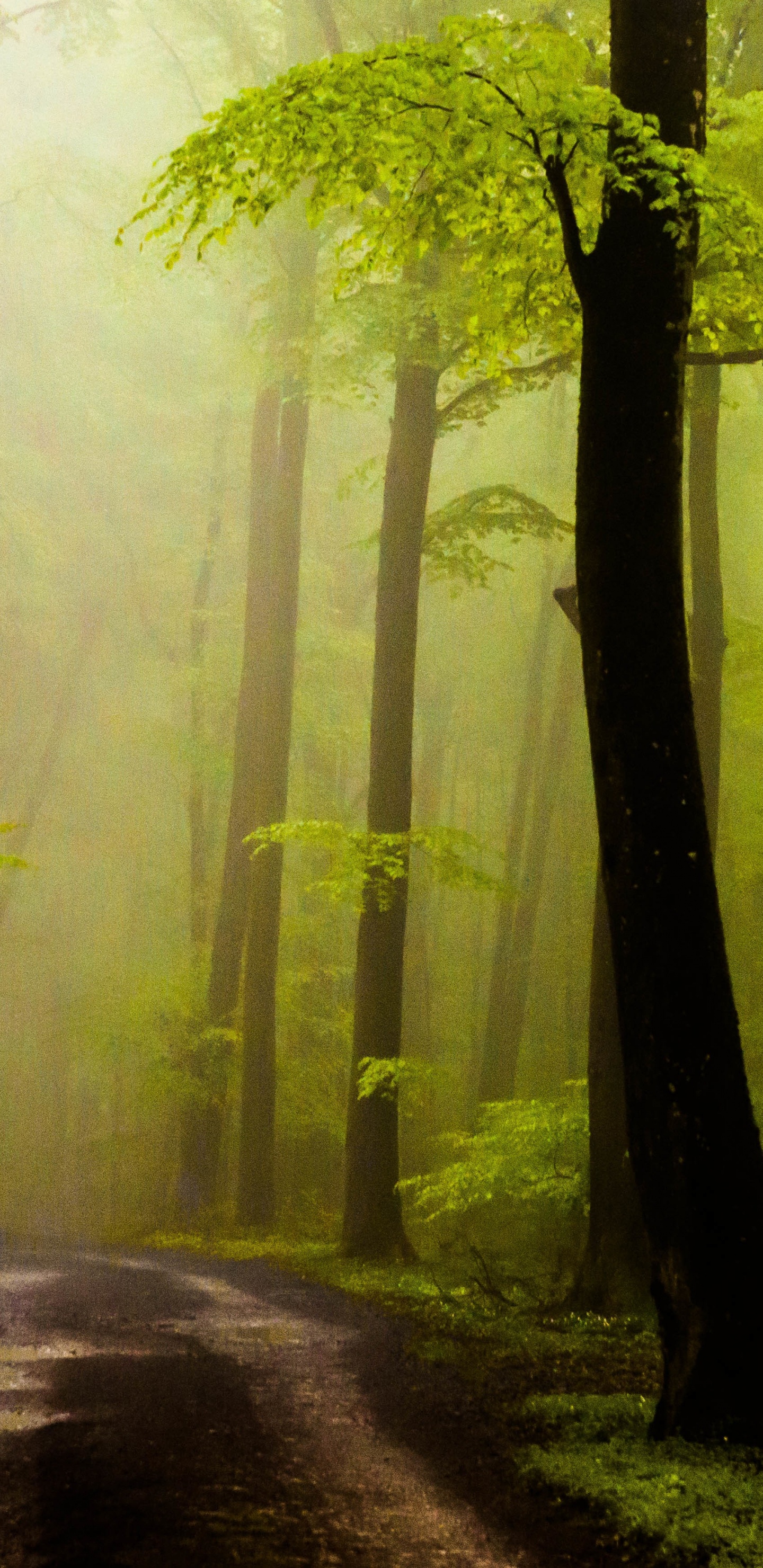 Обои дерево, лес, природа, лесистая местность, роща в разрешении 1440x2960