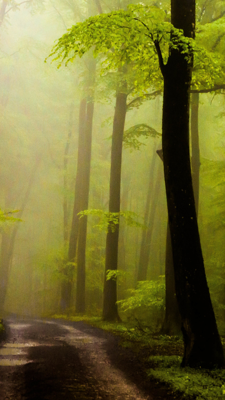 Обои дерево, лес, природа, лесистая местность, роща в разрешении 750x1334