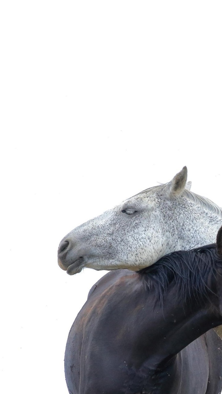 Обои грива, Мустанг, морда, белые, Мустанг лошадь в разрешении 720x1280