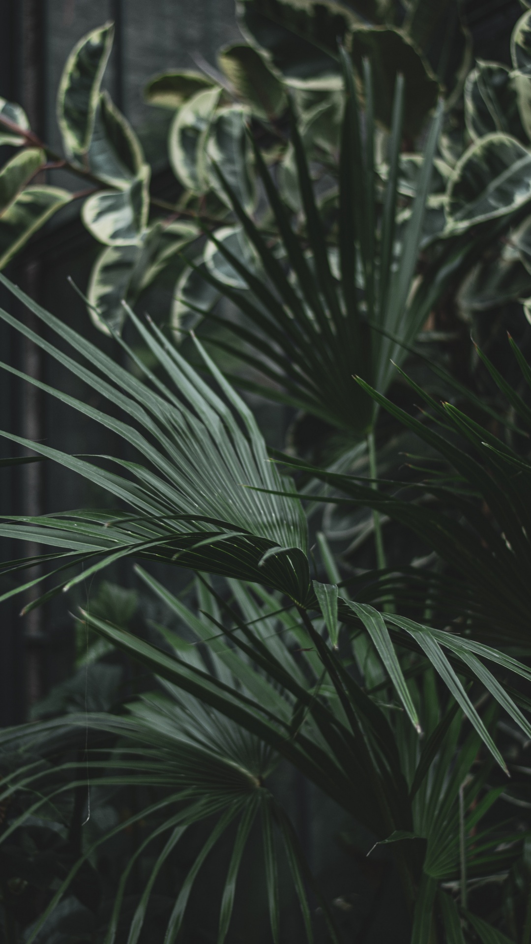 Обои семейство травы, лист, наземное растение, Флора, растительность в разрешении 1080x1920