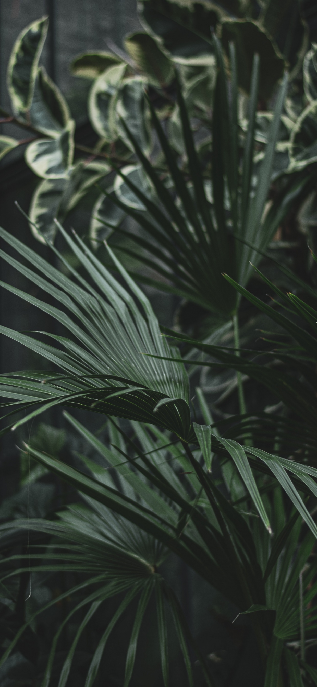 Обои семейство травы, лист, наземное растение, Флора, растительность в разрешении 1242x2688