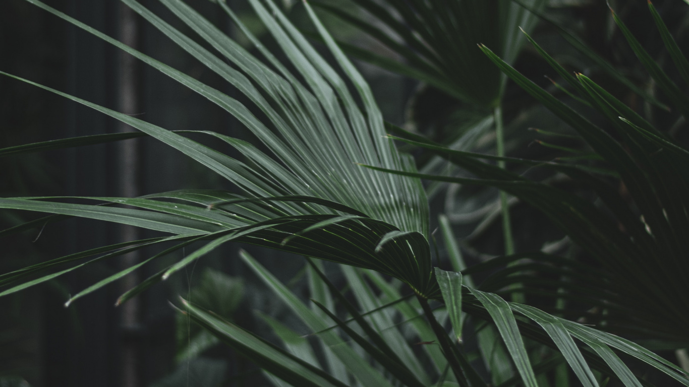 Обои семейство травы, лист, наземное растение, Флора, растительность в разрешении 1366x768