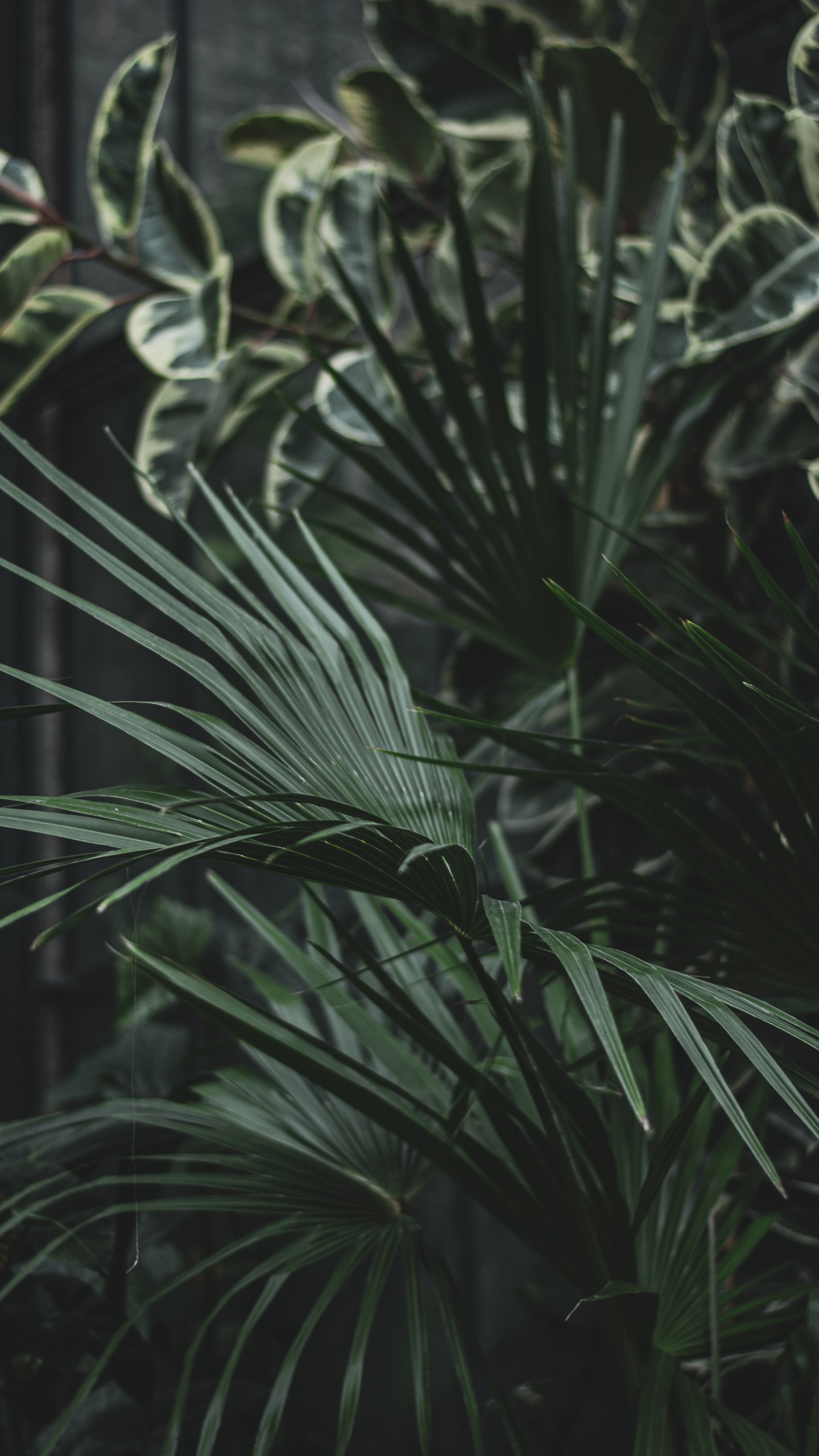 Обои семейство травы, лист, наземное растение, Флора, растительность в разрешении 1440x2560