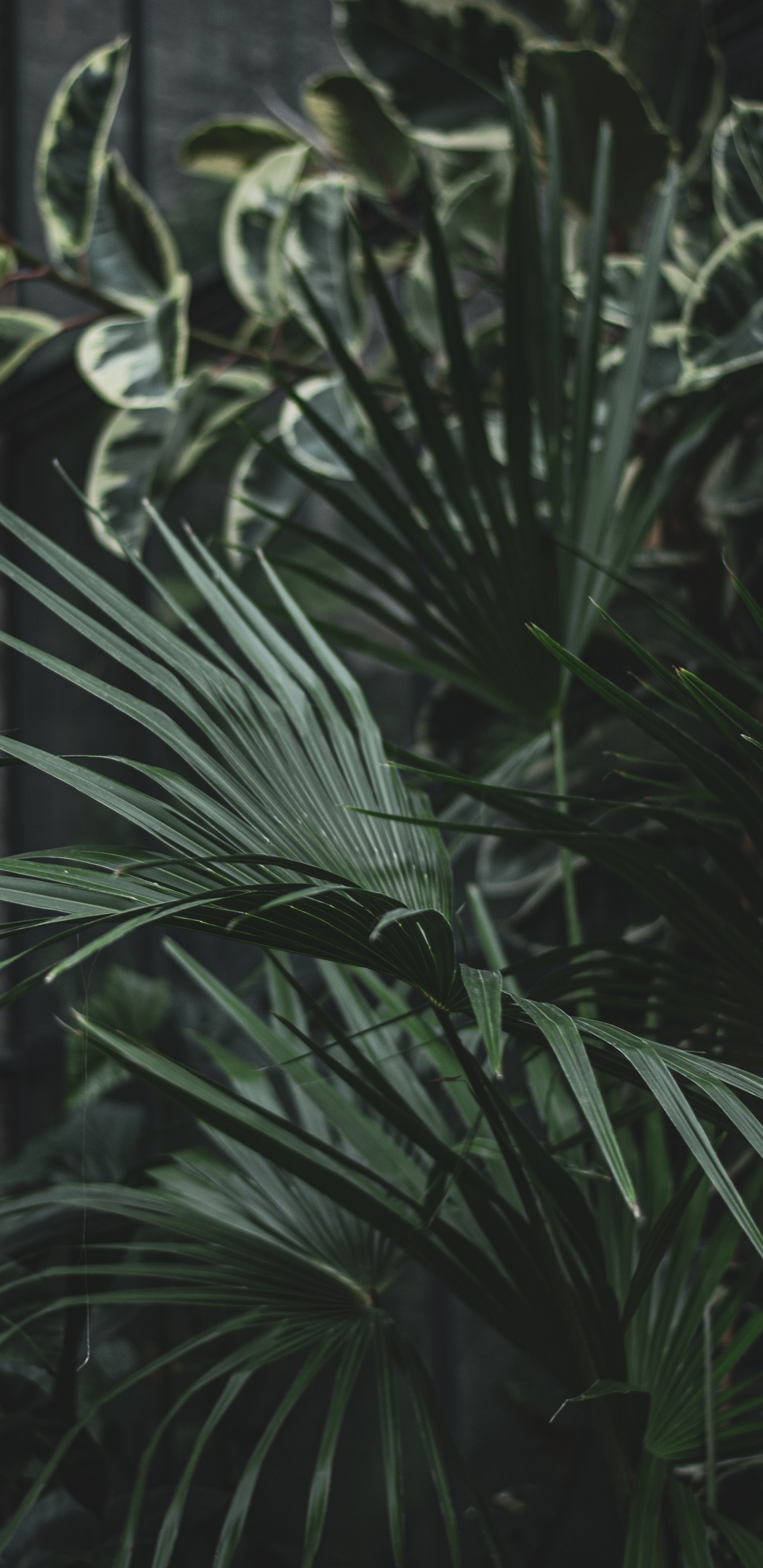 Обои семейство травы, лист, наземное растение, Флора, растительность в разрешении 1440x2960