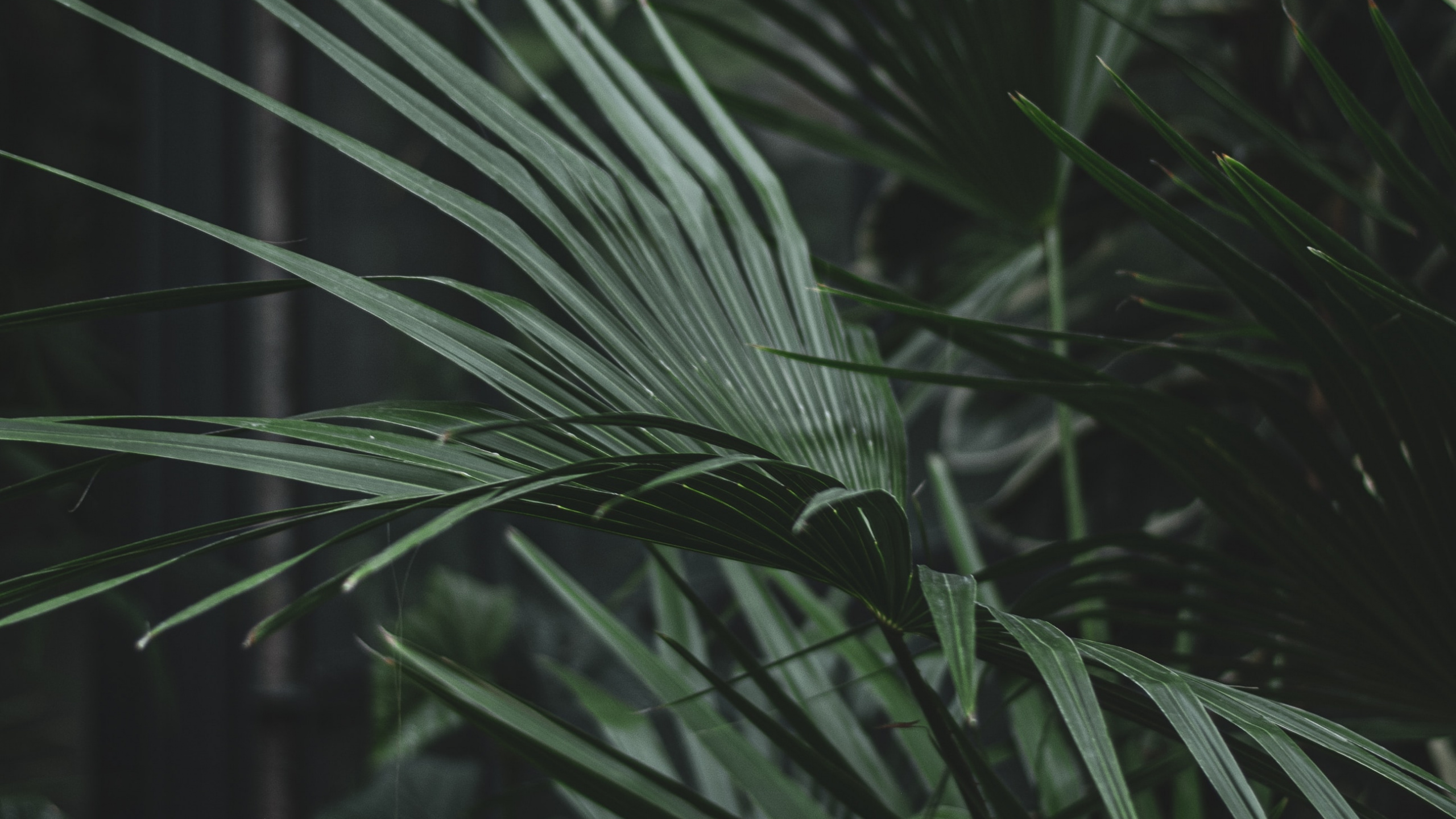 Обои семейство травы, лист, наземное растение, Флора, растительность в разрешении 2560x1440